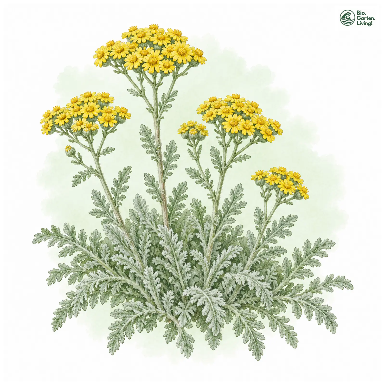Aquarellzeichnung: Filzige Teppich Garbe (Achillea tomentosa)