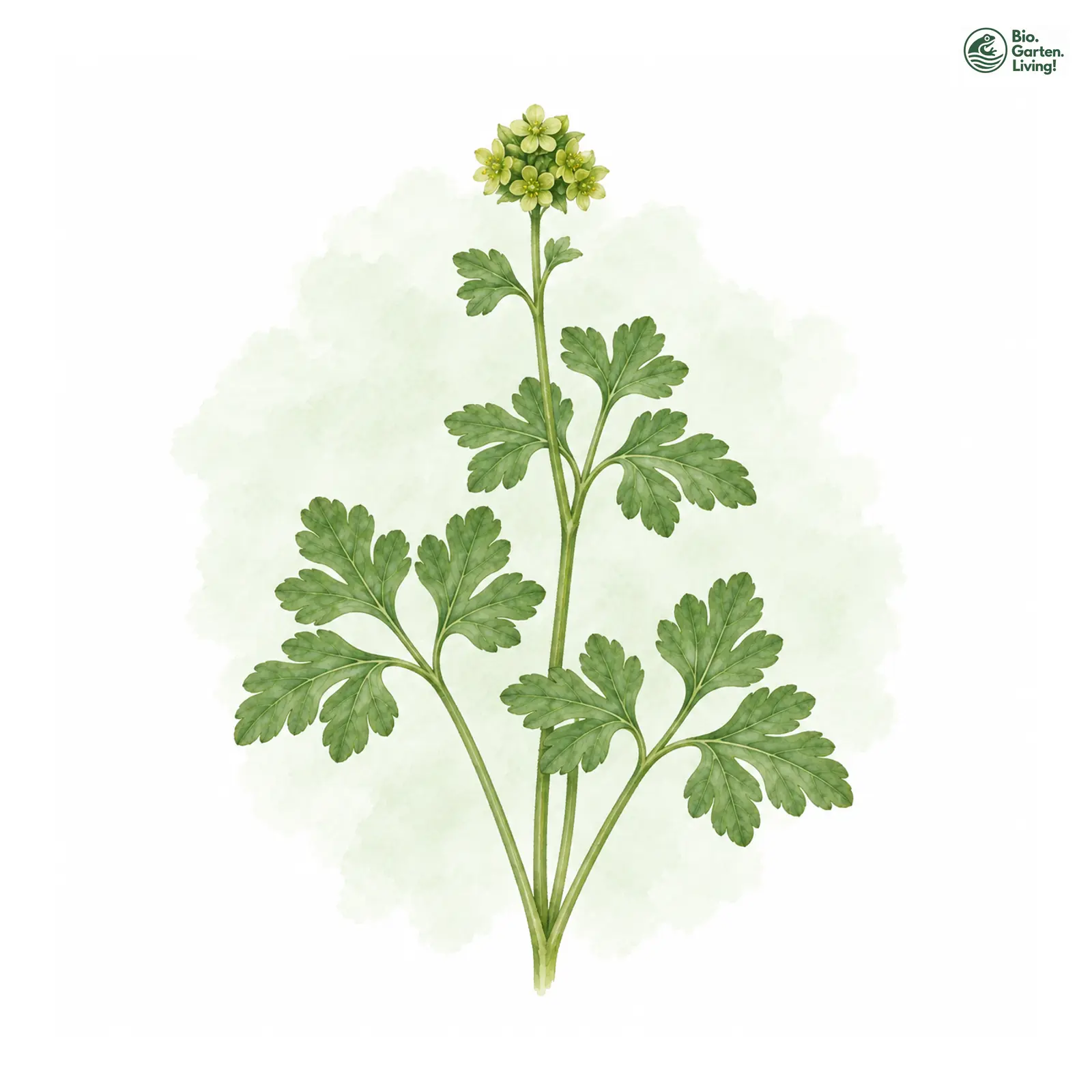 Aquarellzeichnung: Moschuskraut (Adoxa moschatellina)