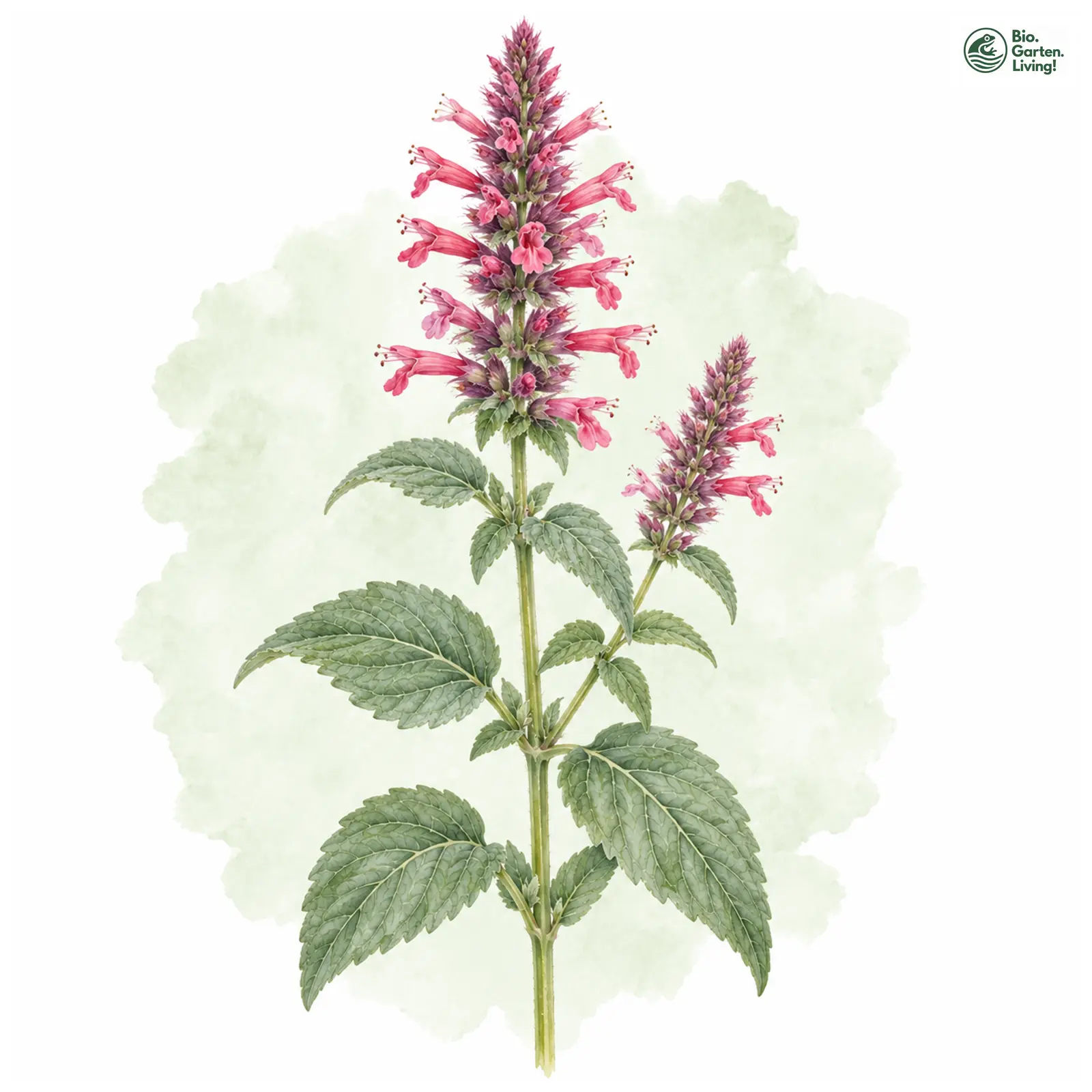 Aquarellzeichnung: Orangen-Duftnessel (Agastache cana)