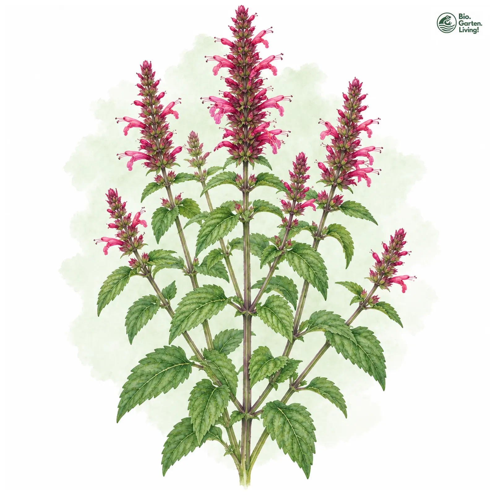 Aquarellzeichnung: Mexikanische Duftnessel (Agastache mexicana)