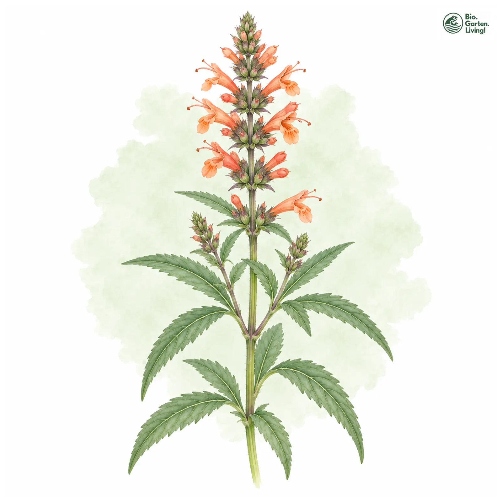 Aquarellzeichnung: Felsen-Duftnessel (Agastache rupestris)