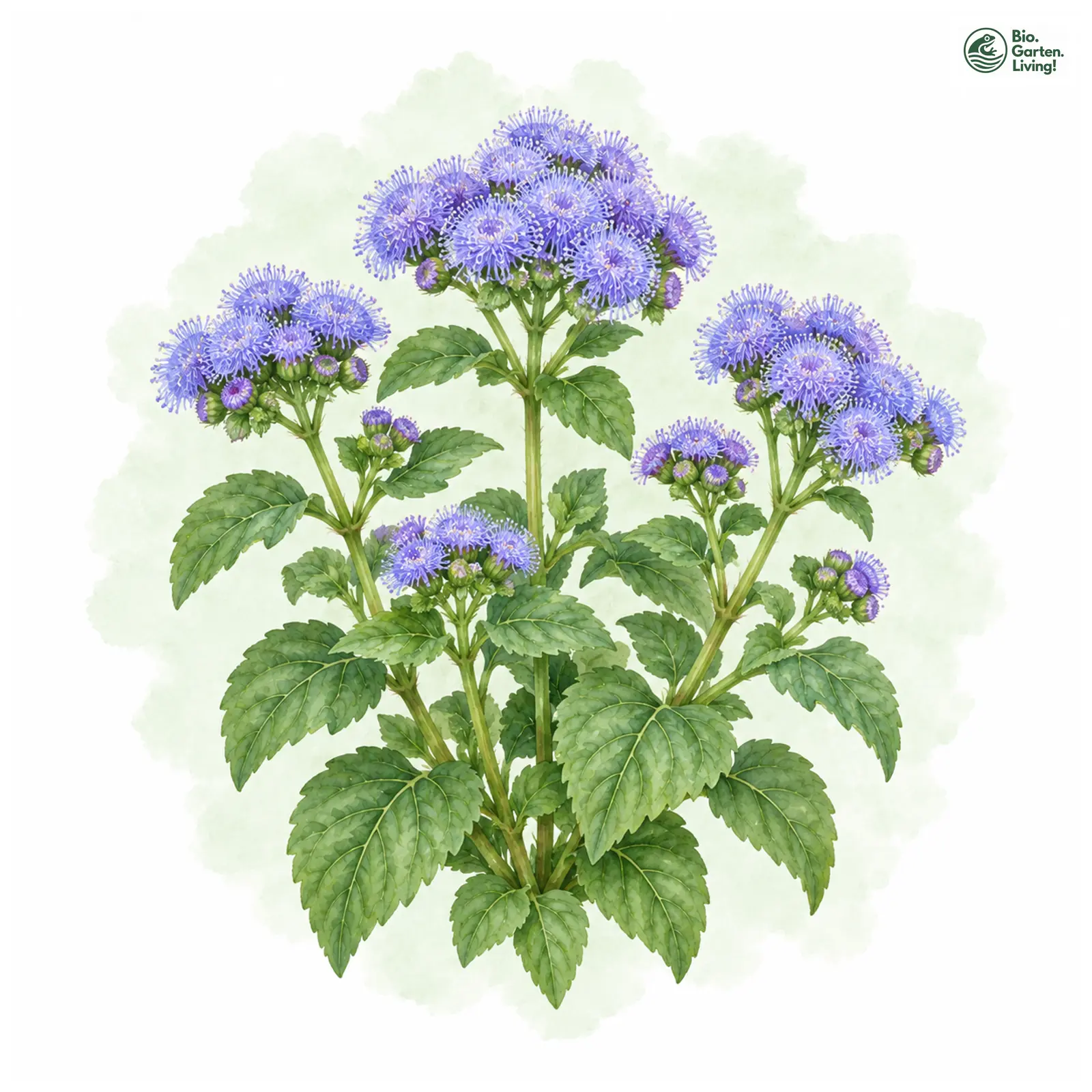 Aquarellzeichnung: Gewöhnlicher Leberbalsam (Ageratum houstonianum)