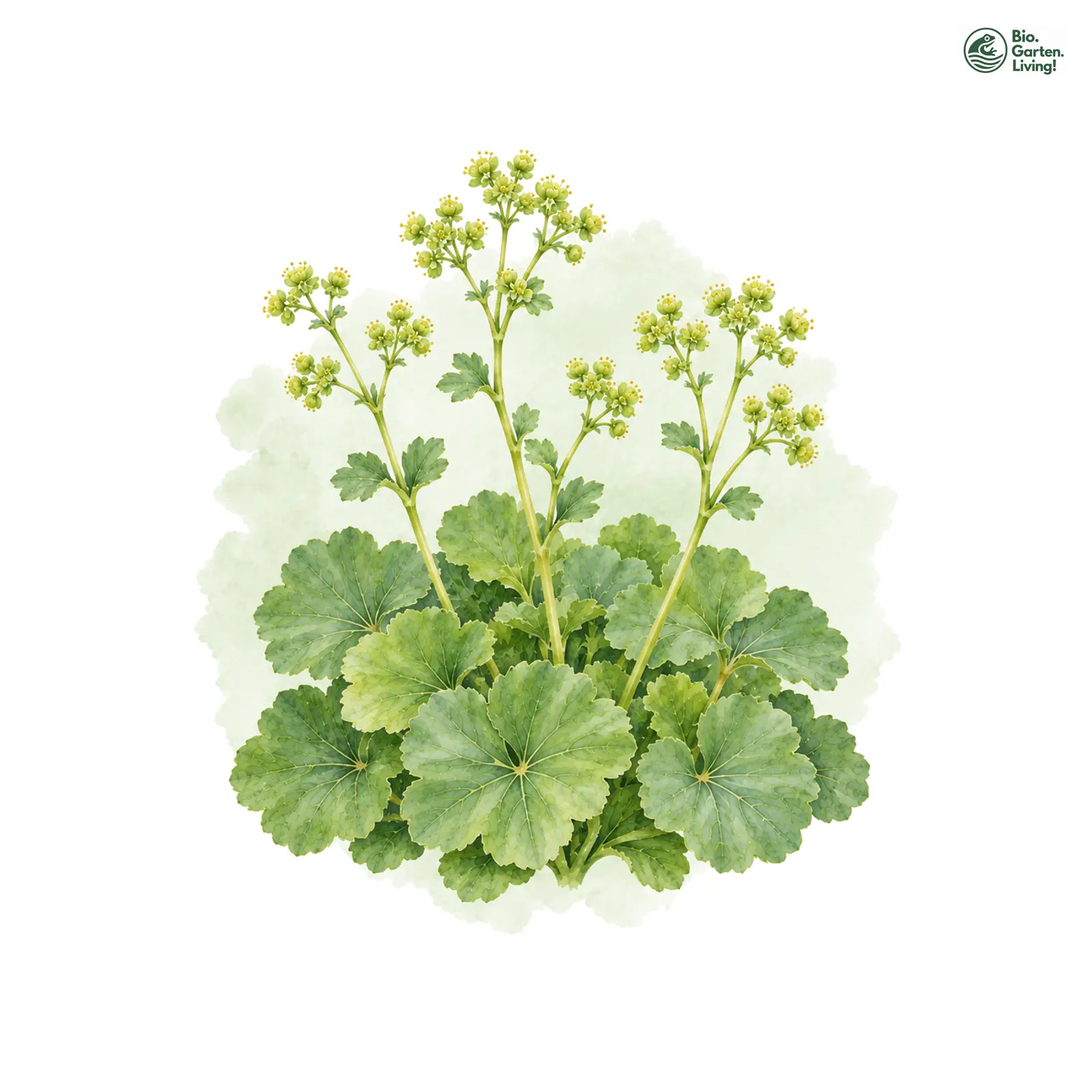 Aquarellzeichnung: Geröteter Frauenmantel (Alchemilla colorata)