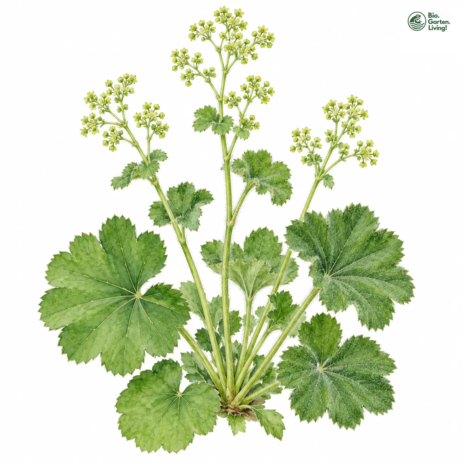 Aquarellzeichnung: Glatthaar-Frauenmantel (Alchemilla compta)