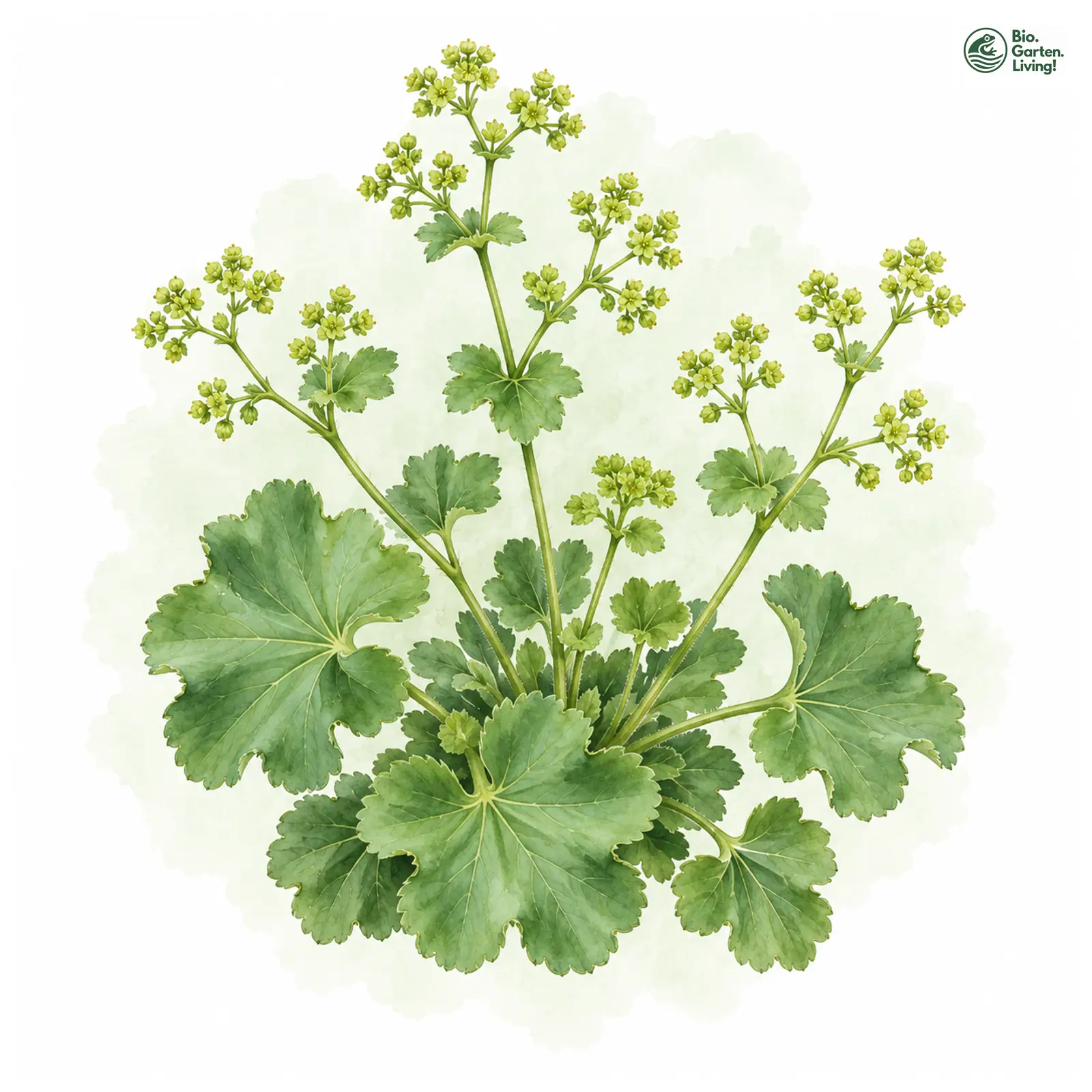 Aquarellzeichnung: Wellenblatt-Frauenmantel (Alchemilla cymatophylla)