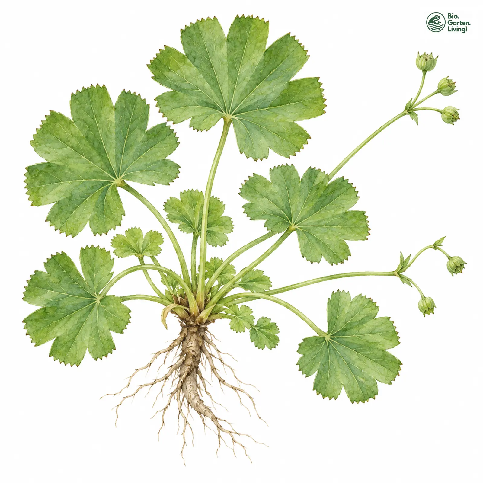 Aquarellzeichnung: Niederliegender Frauenmantel (Alchemilla decumbens)