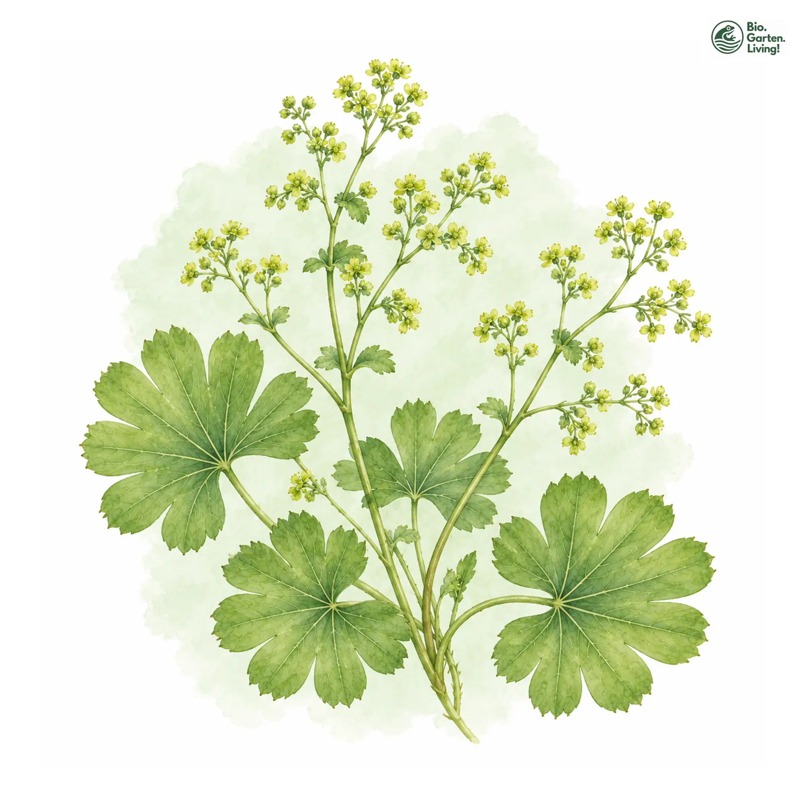 Aquarellzeichnung: Zerschlitzter Frauenmantel (Alchemilla fissa)