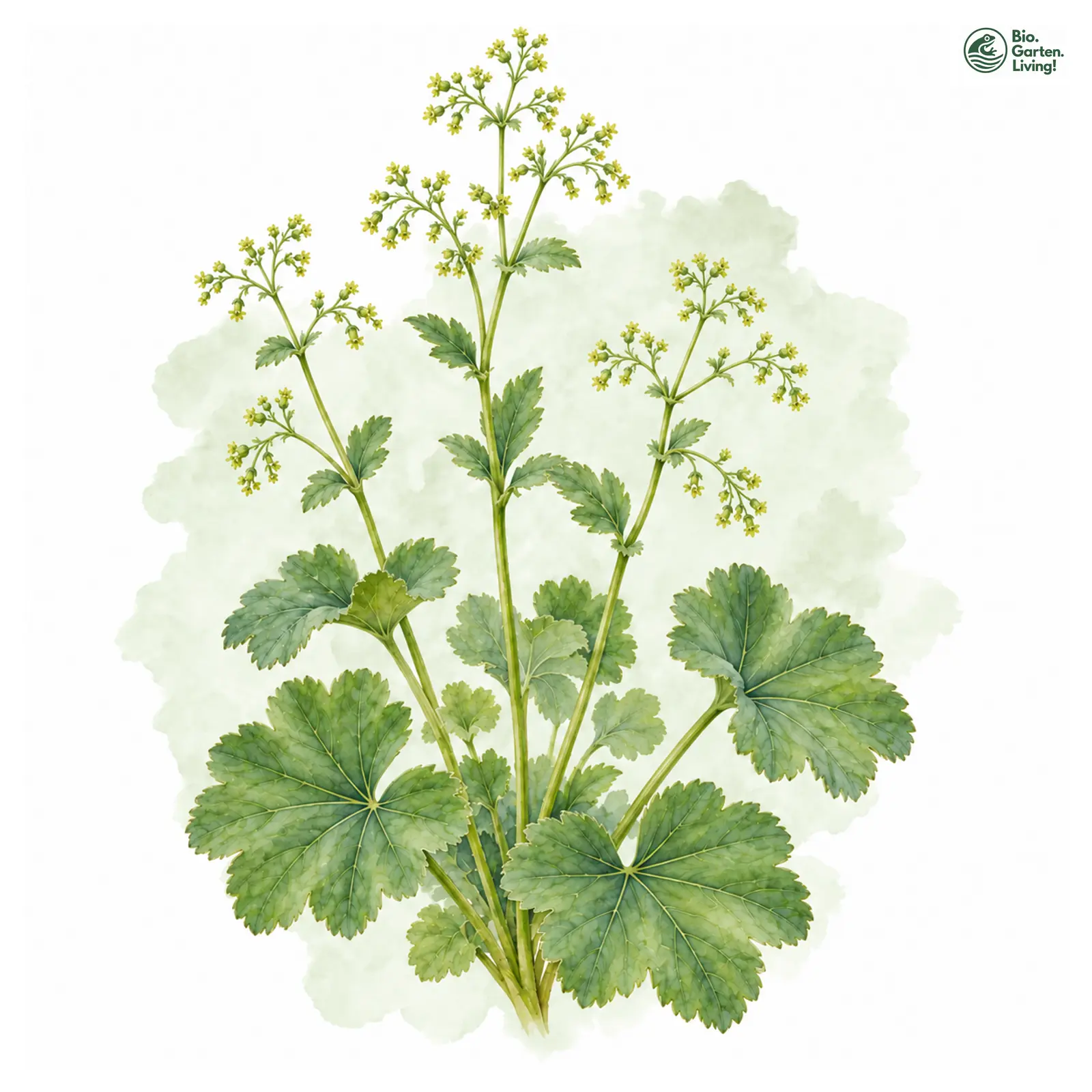 Aquarellzeichnung: Langröhren-Frauenmantel (Alchemilla longituba)