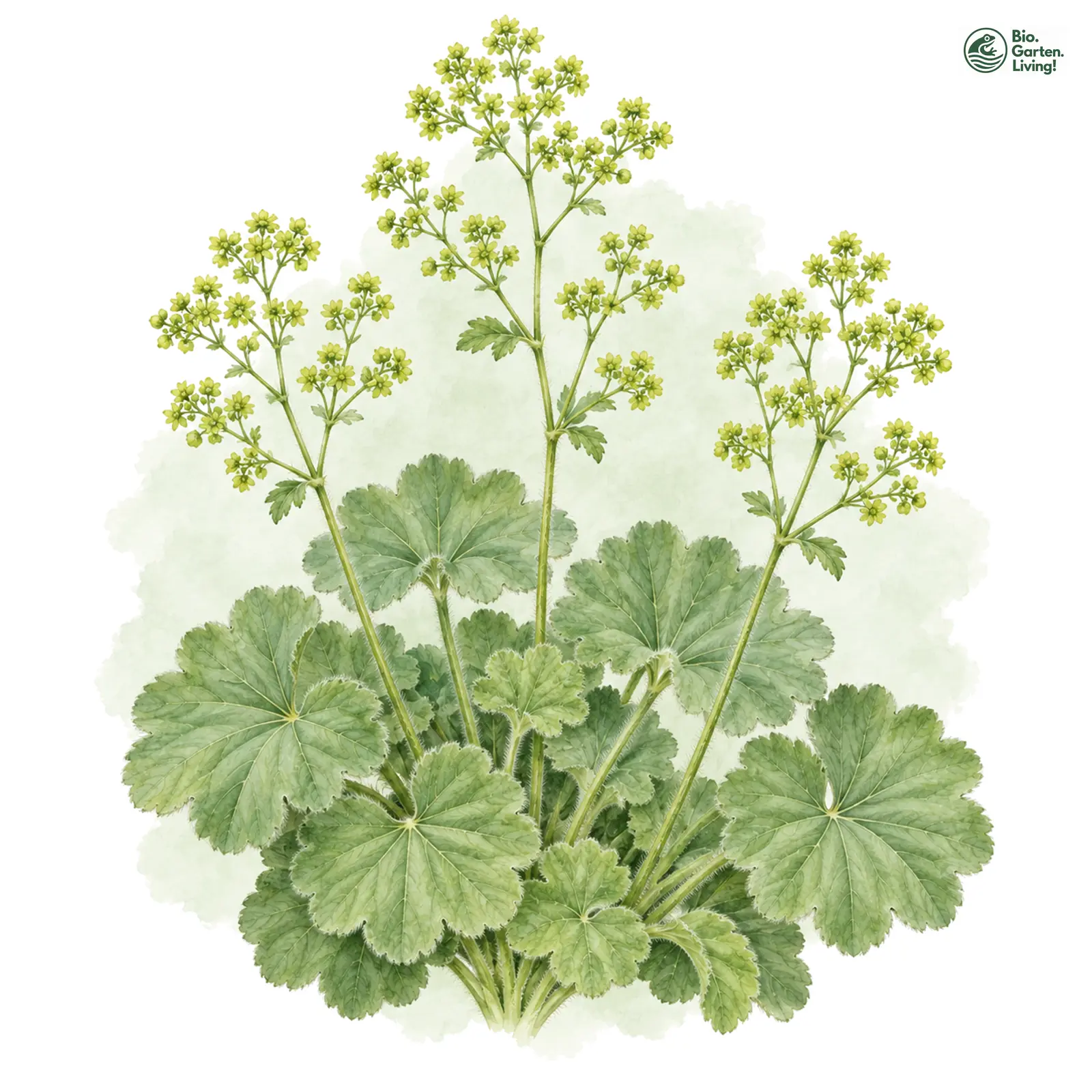 Aquarellzeichnung: Weicher Frauenmantel (Alchemilla mollis)