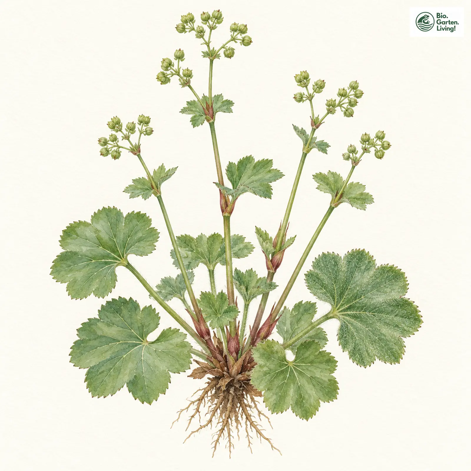 Aquarellzeichnung: Rotscheiden-Frauenmantel (Alchemilla rubristipula)