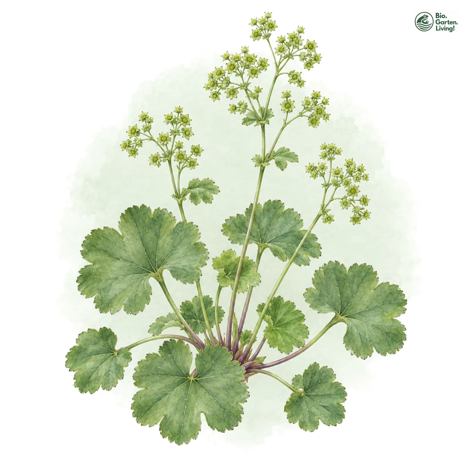 Aquarellzeichnung: Halbgeteilter Frauenmantel (Alchemilla semisecta)