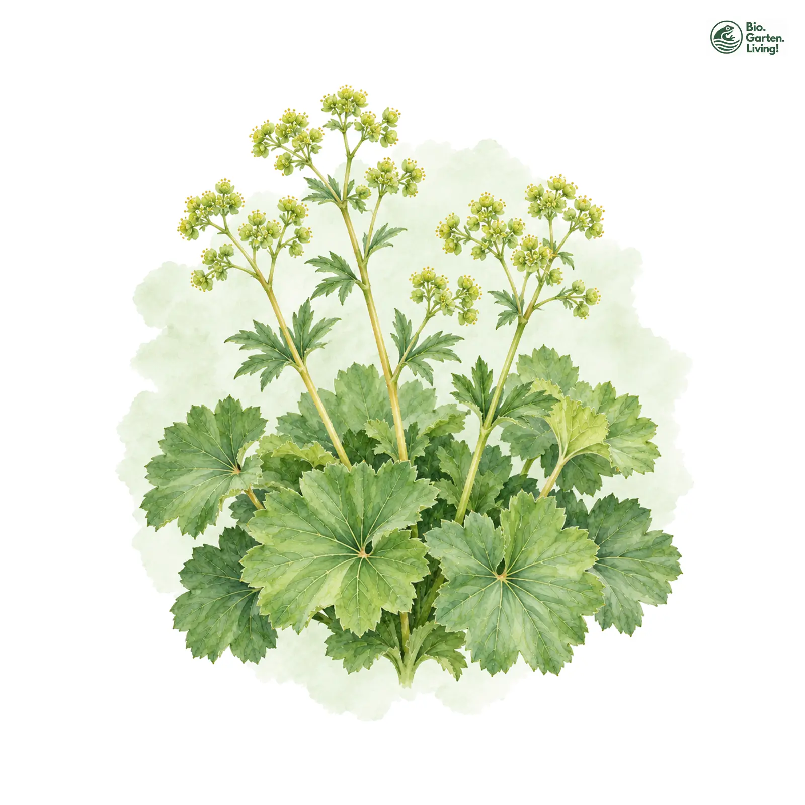 Aquarellzeichnung: Gelbstängel-Frauenmantel (Alchemilla straminea)