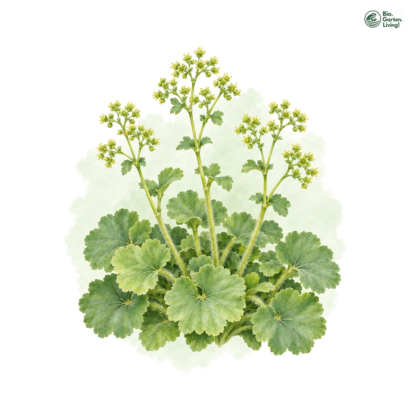 Aquarellzeichnung: Gestriegelter Frauenmantel (Alchemilla strigosula)