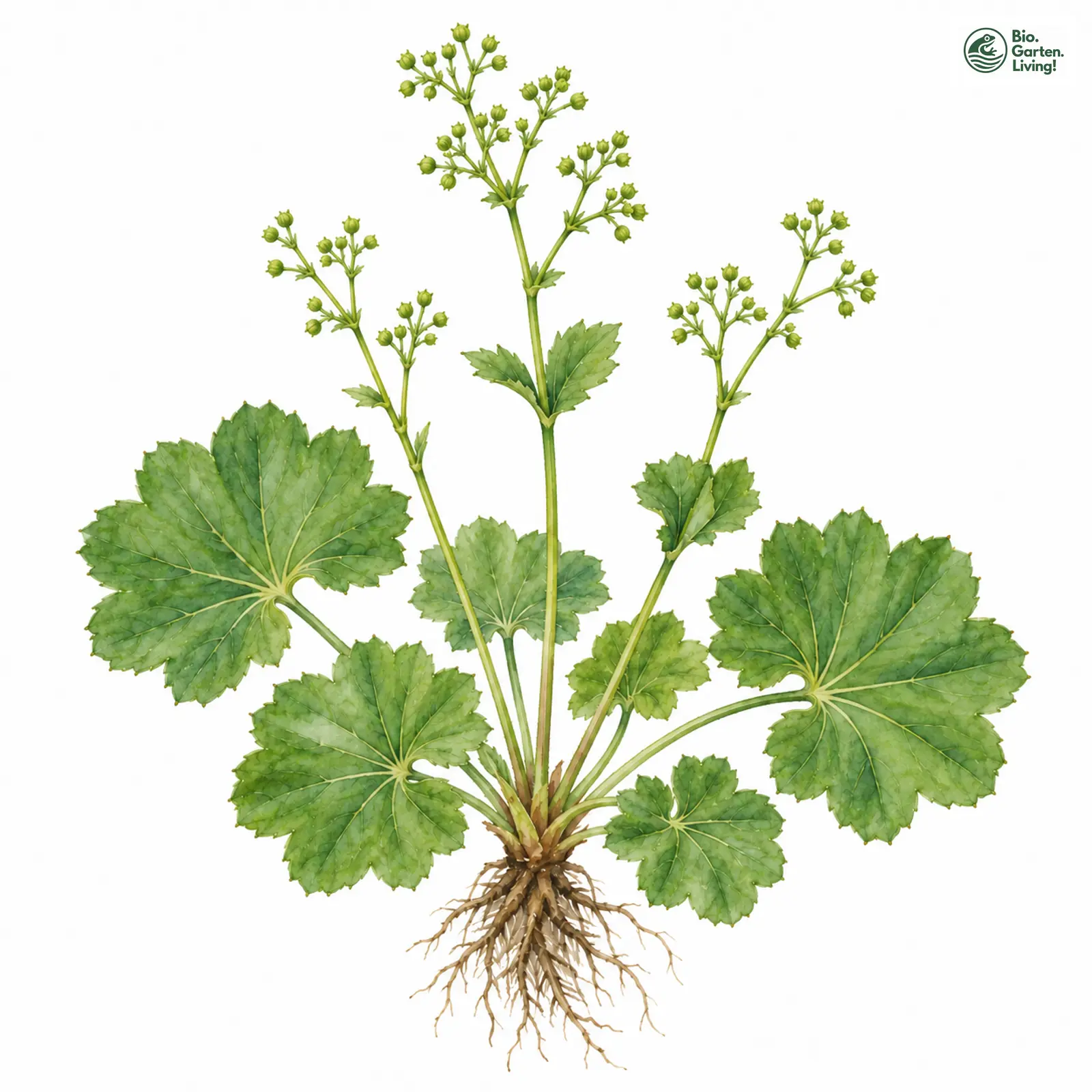 Aquarellzeichnung: Tiroler Frauenmantel (Alchemilla tirolensis)