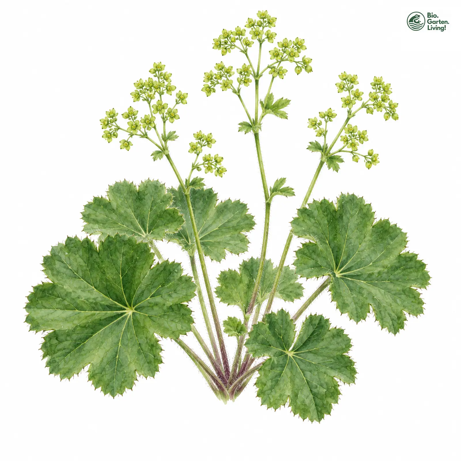 Aquarellzeichnung: Wechselhaar-Frauenmantel (Alchemilla versipila)