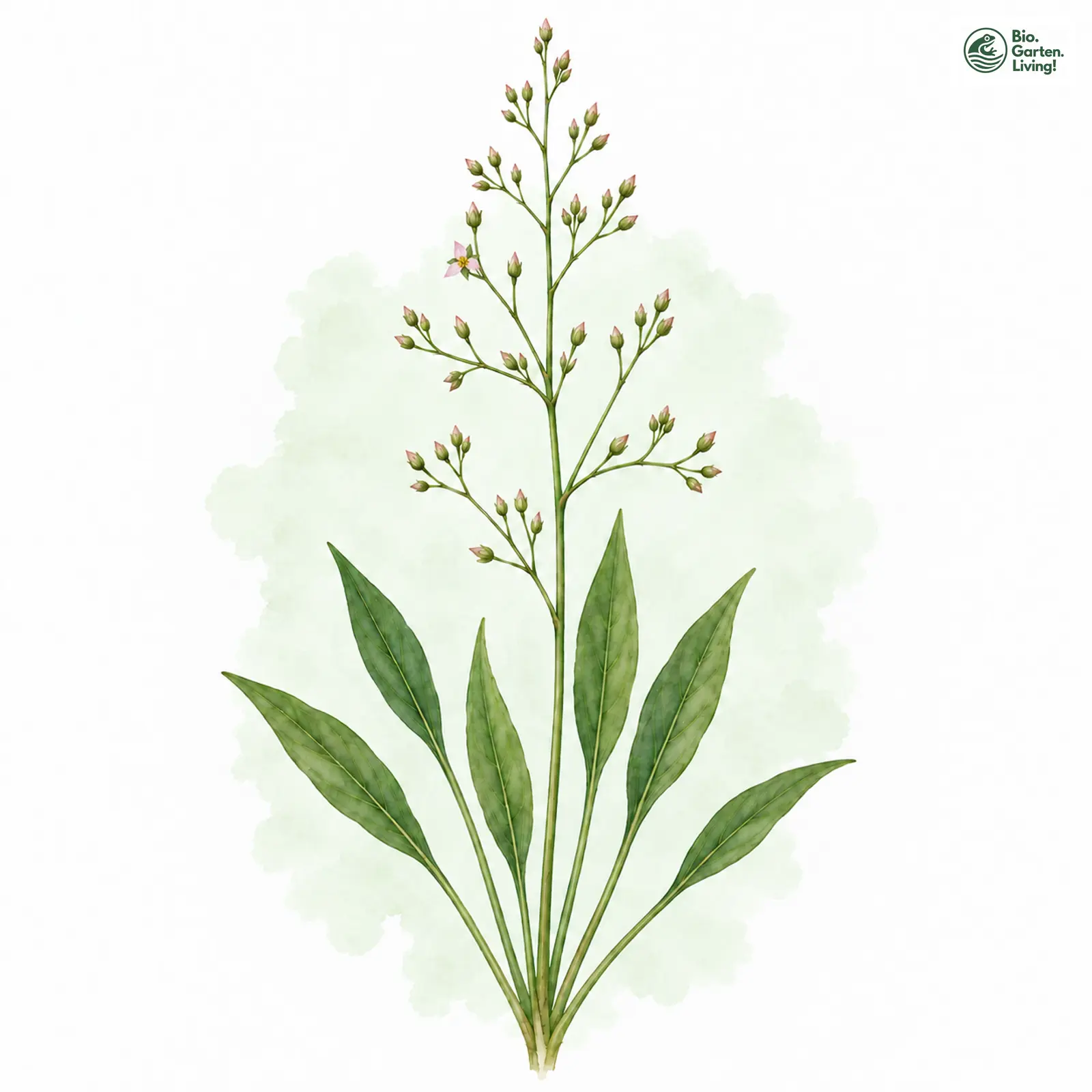 Aquarellzeichnung: Lanzett-Froschlöffel (Alisma lanceolatum)