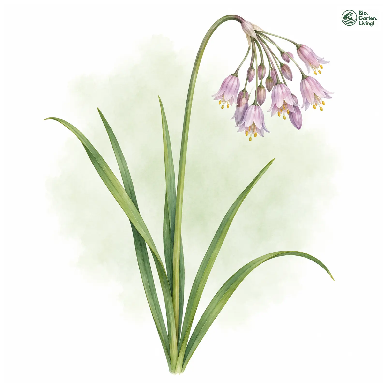 Aquarellzeichnung: Nickender Lauch (Allium cernuum)