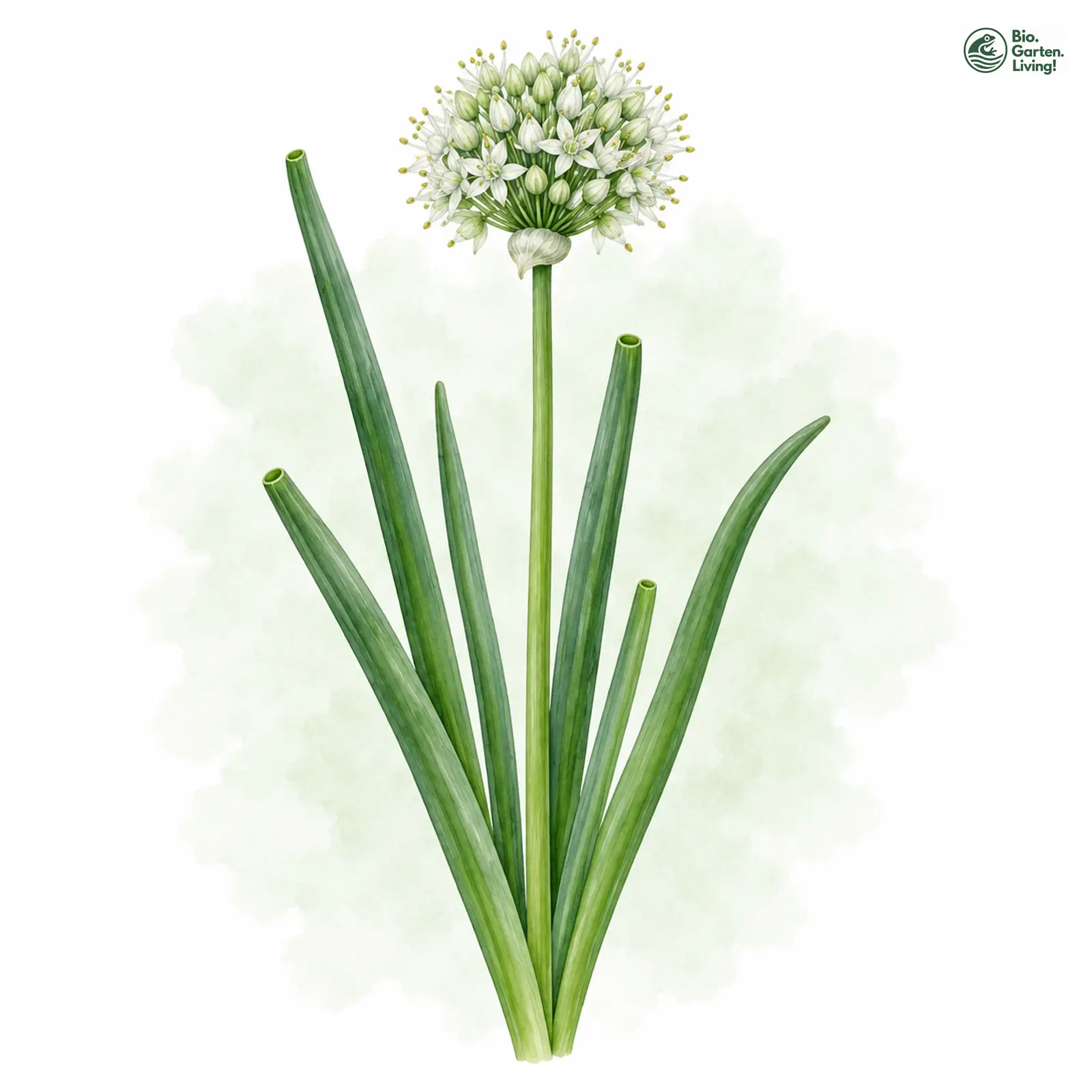 Aquarellzeichnung: Winterheckenzwiebel (Allium fistulosum)
