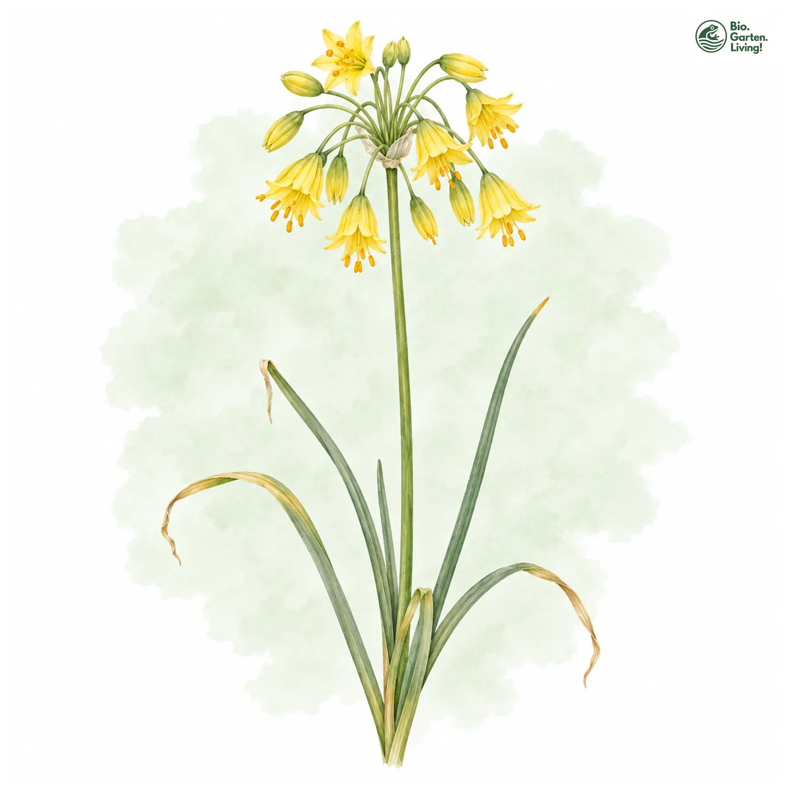 Aquarellzeichnung: Gelber Lauch (Allium flavum)