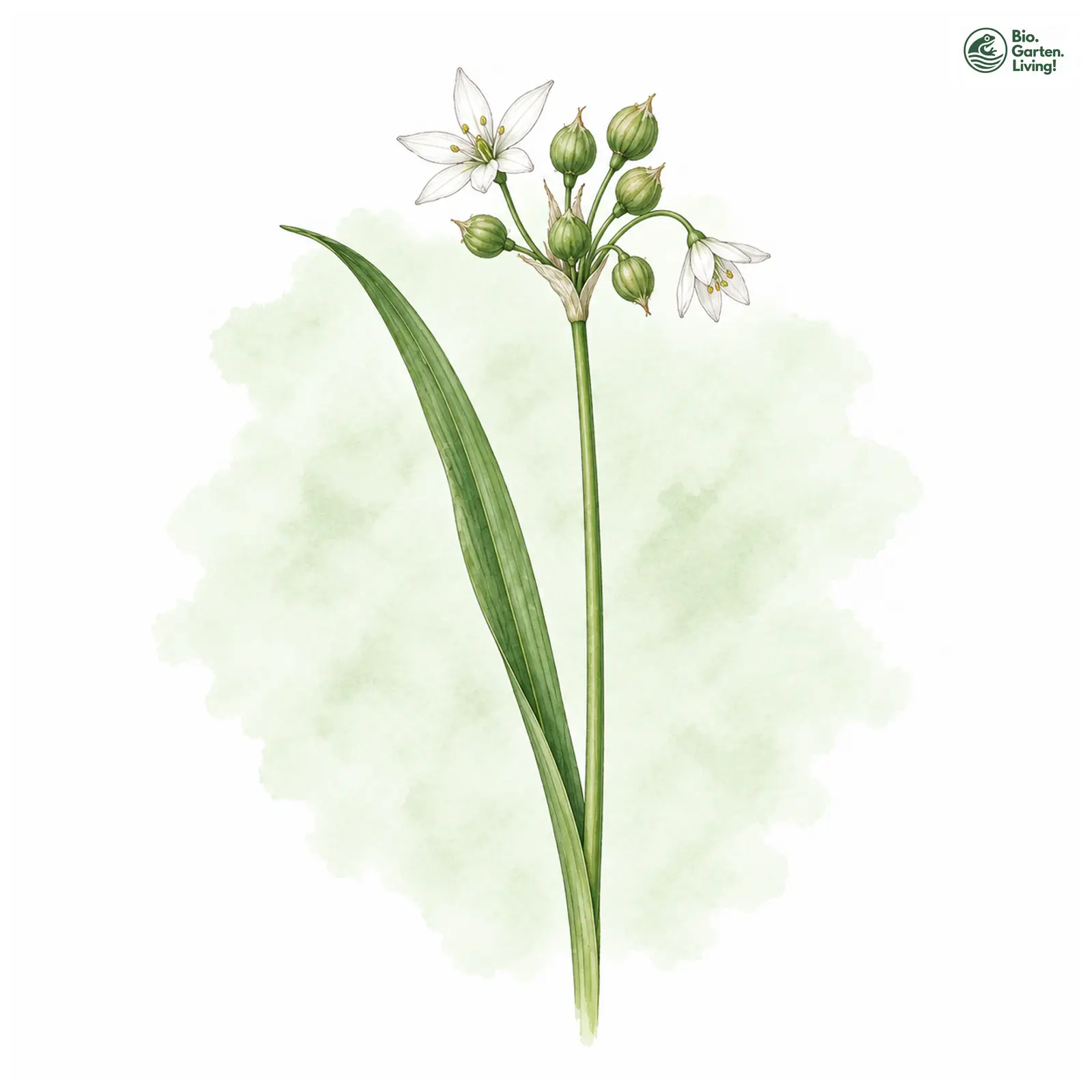 Aquarellzeichnung: Wunder-Lauch (Allium paradoxum)