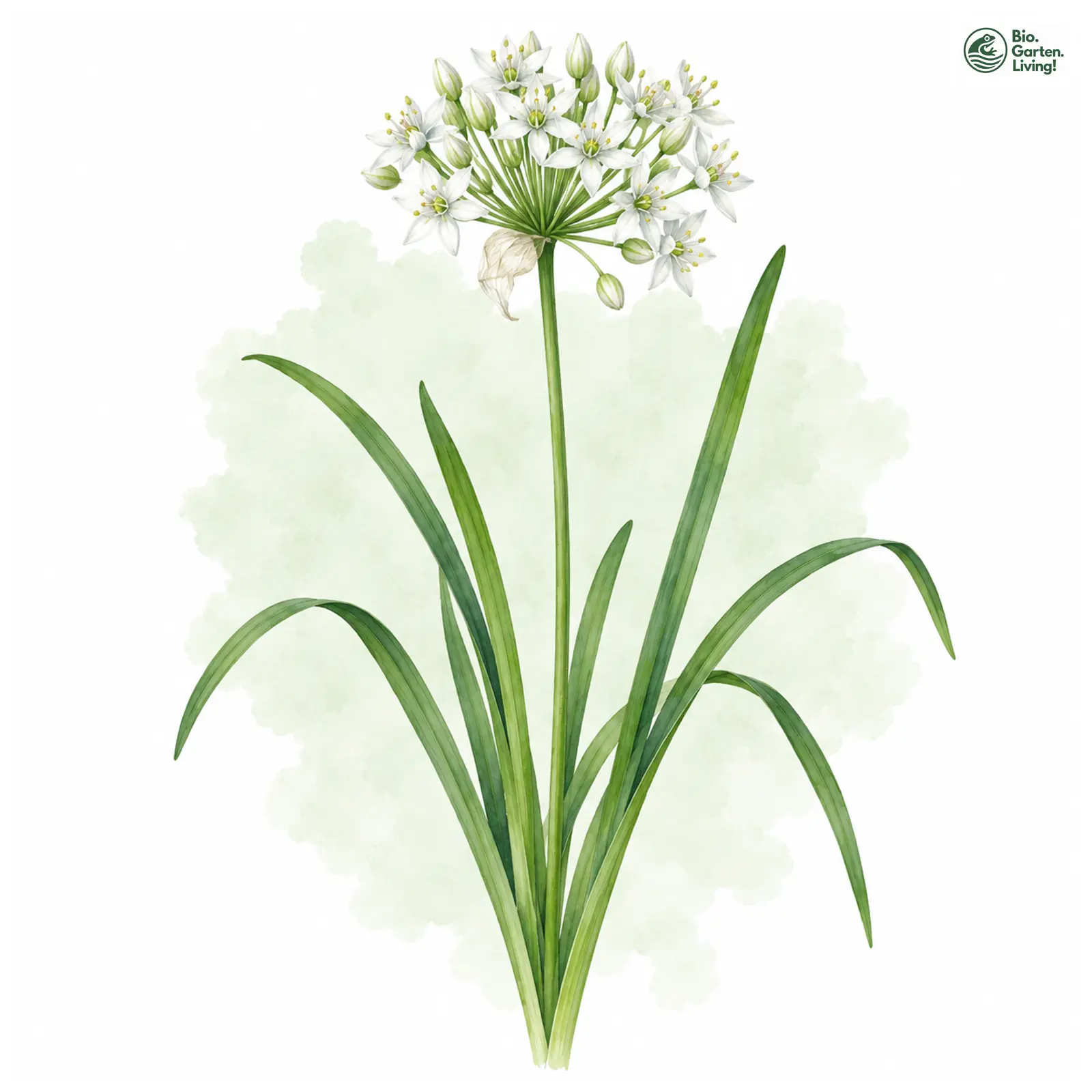Aquarellzeichnung: Schnitt-Knoblauch (Allium tuberosum)