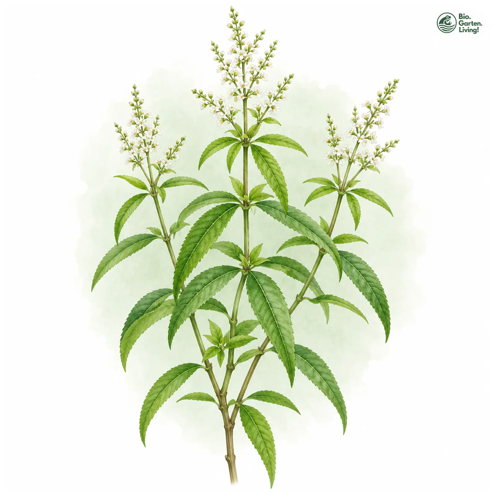 Aquarellzeichnung: Zitronenstrauch (Aloysia citrodora)