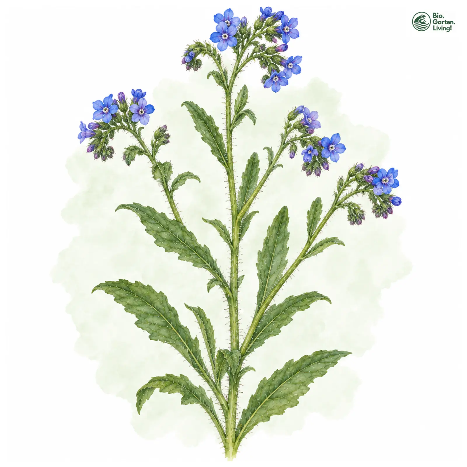 Aquarellzeichnung: Acker-Ochsenzunge (Anchusa arvensis (im weiteren Sinne))