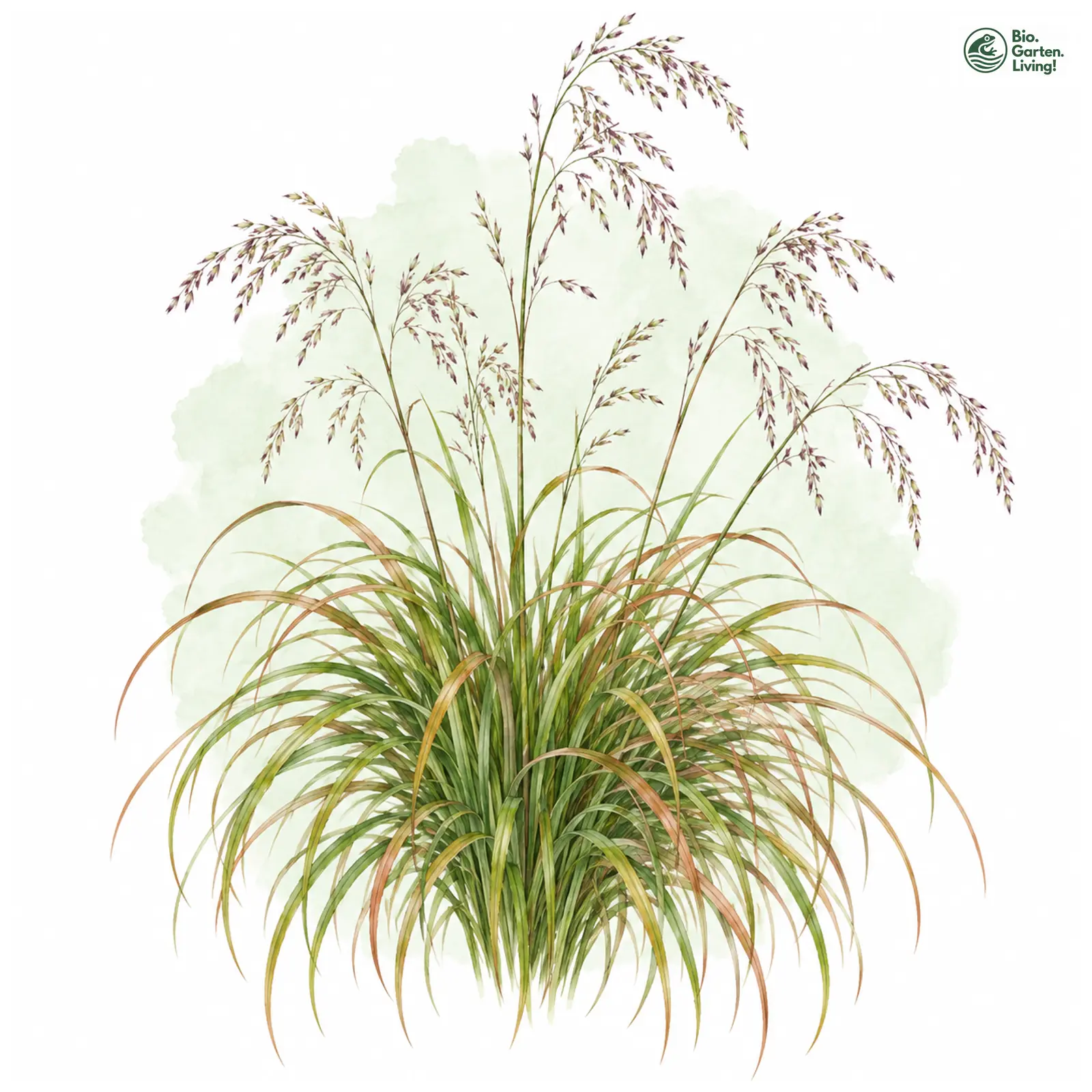 Aquarellzeichnung: Fasanenschwanzgras (Anemanthele lessoniana)
