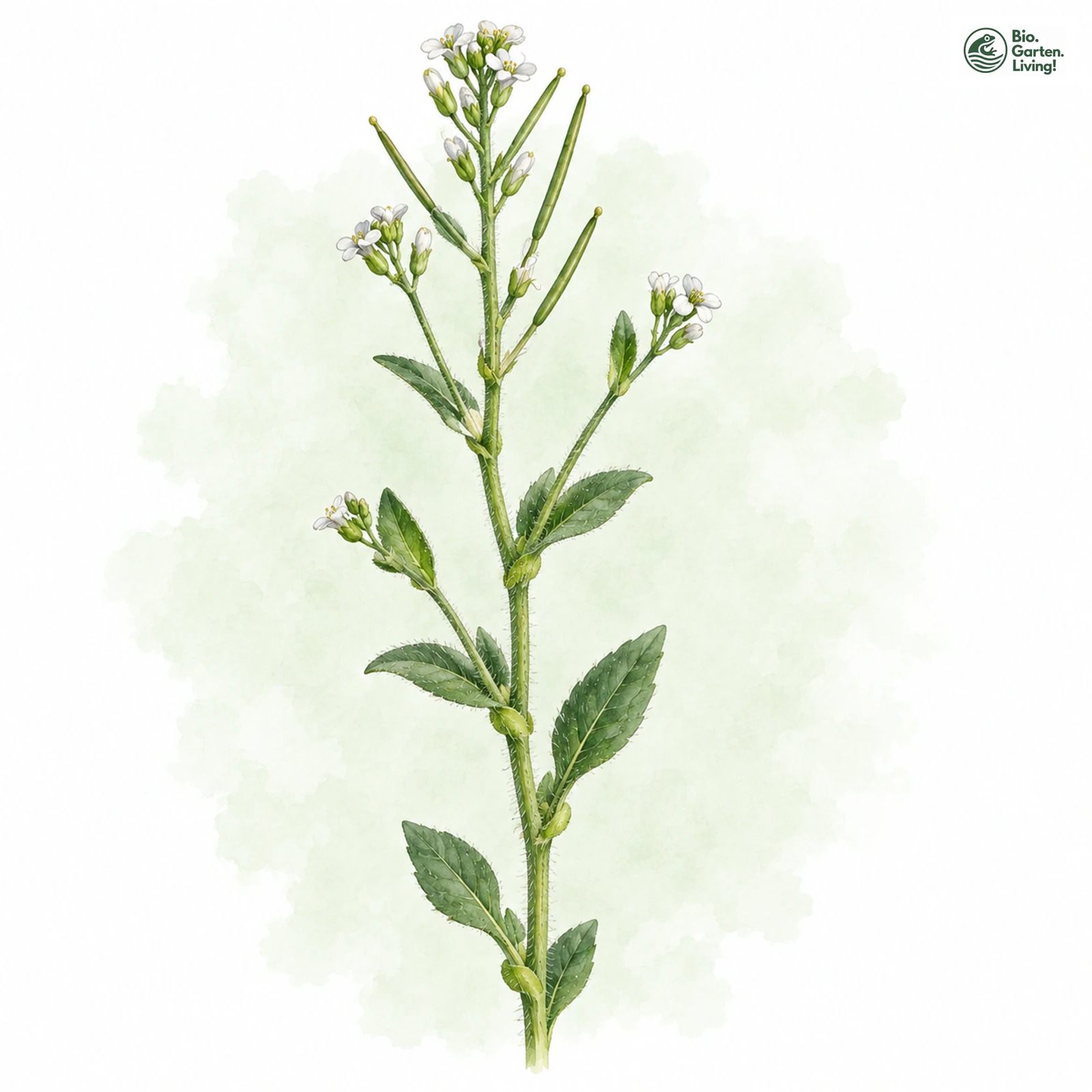Aquarellzeichnung: Öhrchen-Gänsekresse (Arabis auriculata)