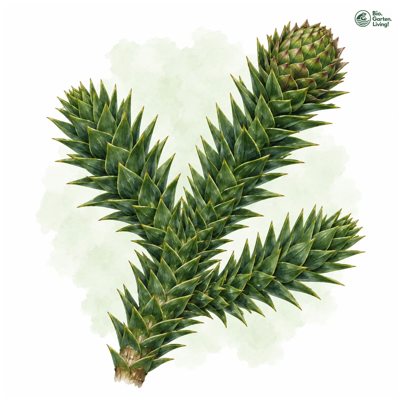 Aquarellzeichnung: Andentanne (Araucaria araucana)