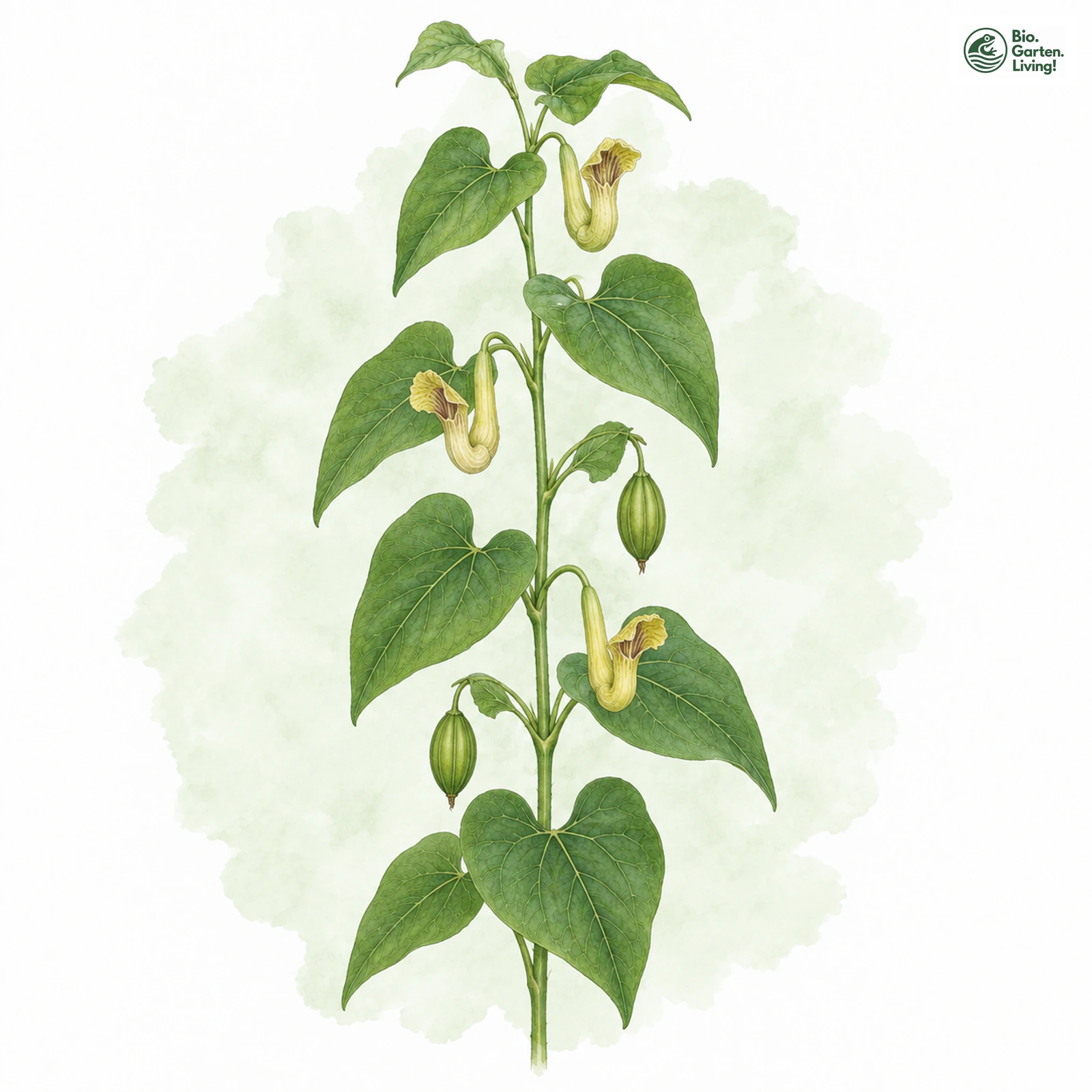 Aquarellzeichnung: Osterluzei (Aristolochia clematitis)