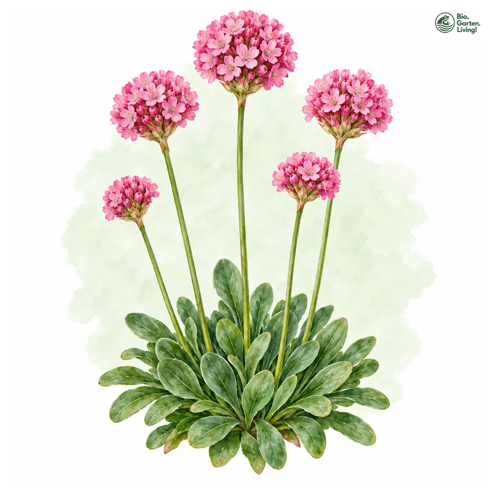 Aquarellzeichnung: Breitblättrige Grasnelke (Armeria pseudarmeria)