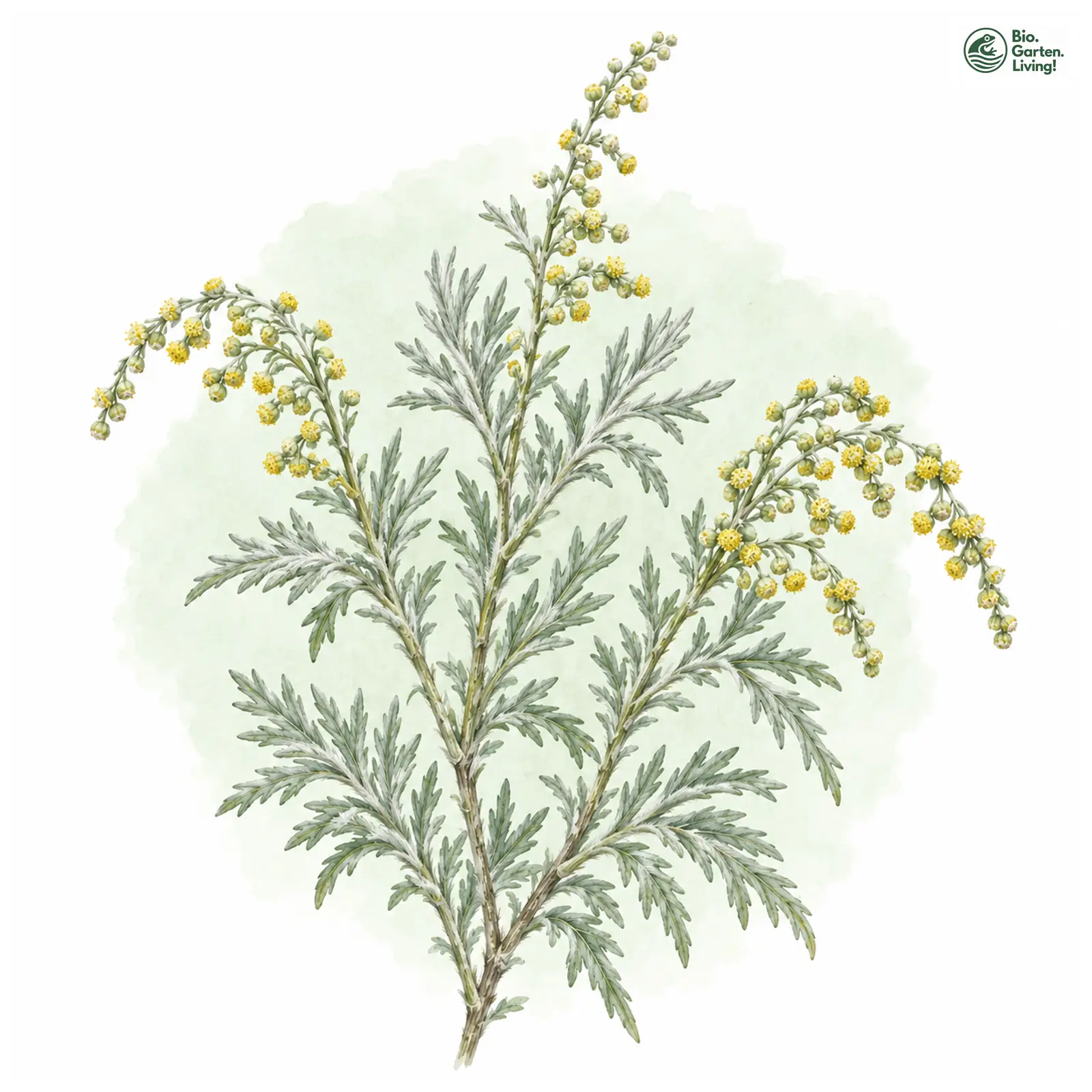 Aquarellzeichnung: Silberstrauch-Wermut (Artemisia arborescens)