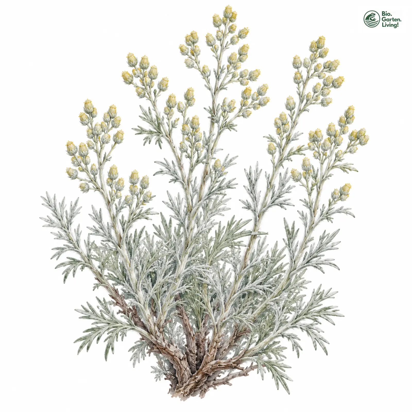 Aquarellzeichnung: Provence-Wermut (Artemisia caerulescens subsp. gallica)