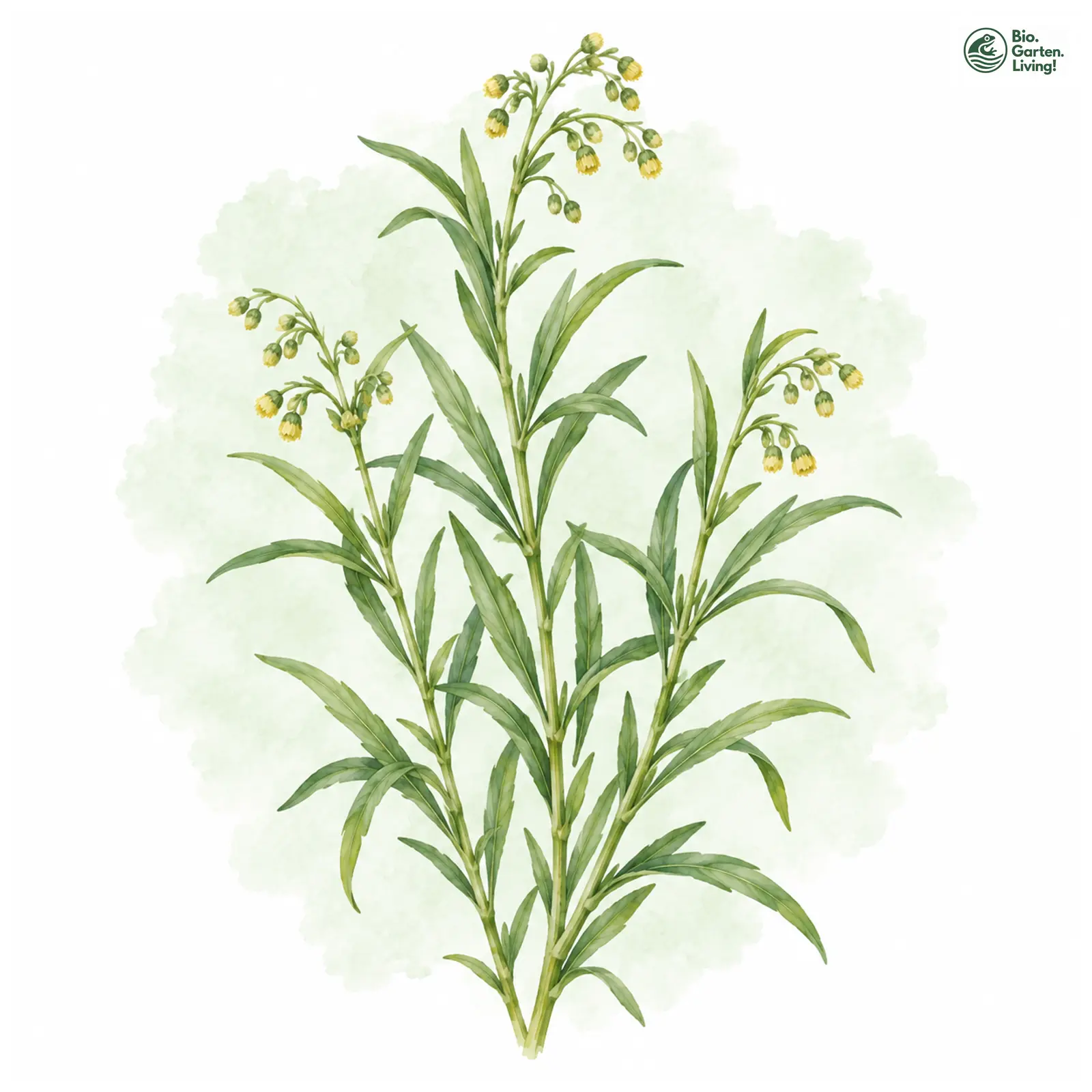Aquarellzeichnung: Estragon (Artemisia dracunculus)