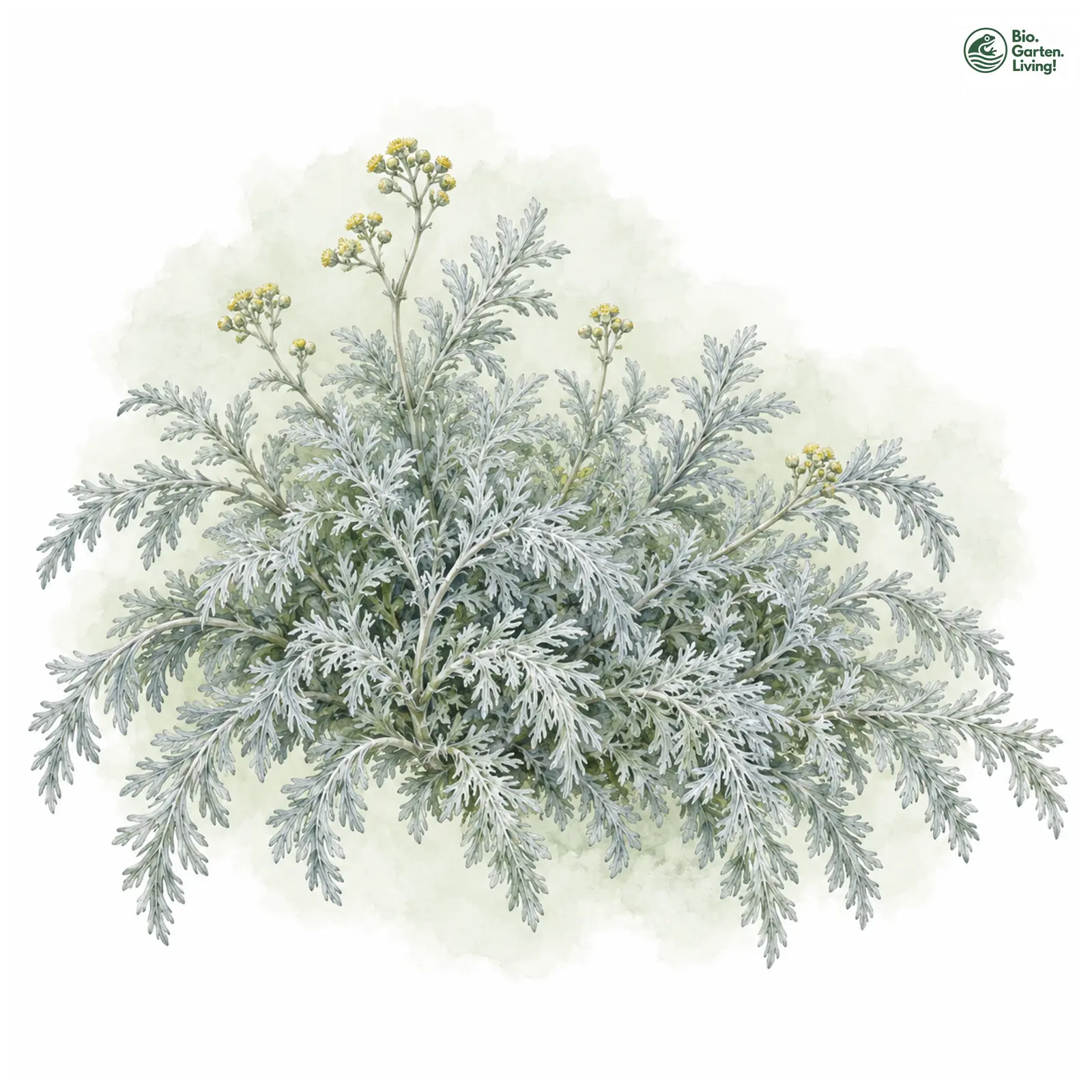 Aquarellzeichnung: Kurilen-Beifuß (Artemisia schmidtiana)