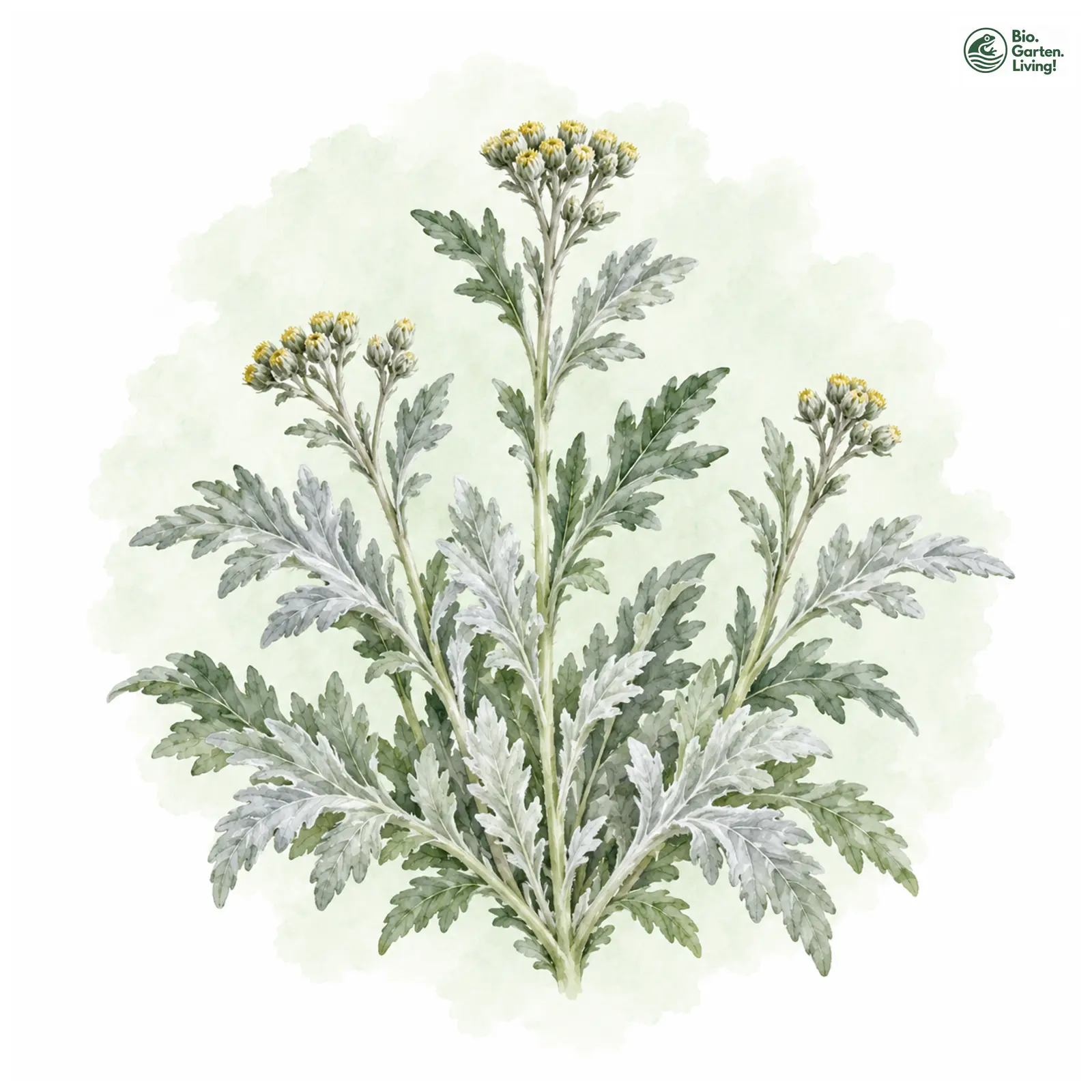 Aquarellzeichnung: Steller's Beifuß (Artemisia stelleriana)