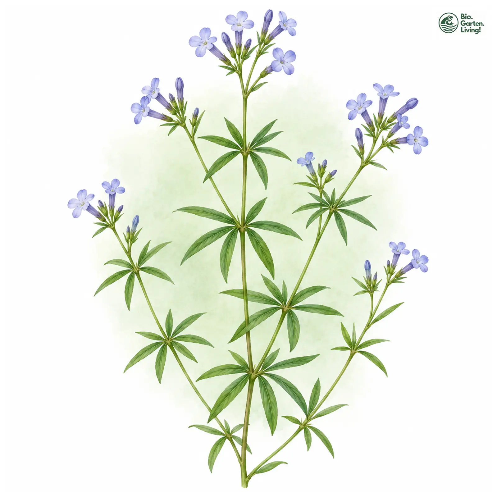 Aquarellzeichnung: Orientalischer Waldmeister (Asperula orientalis)