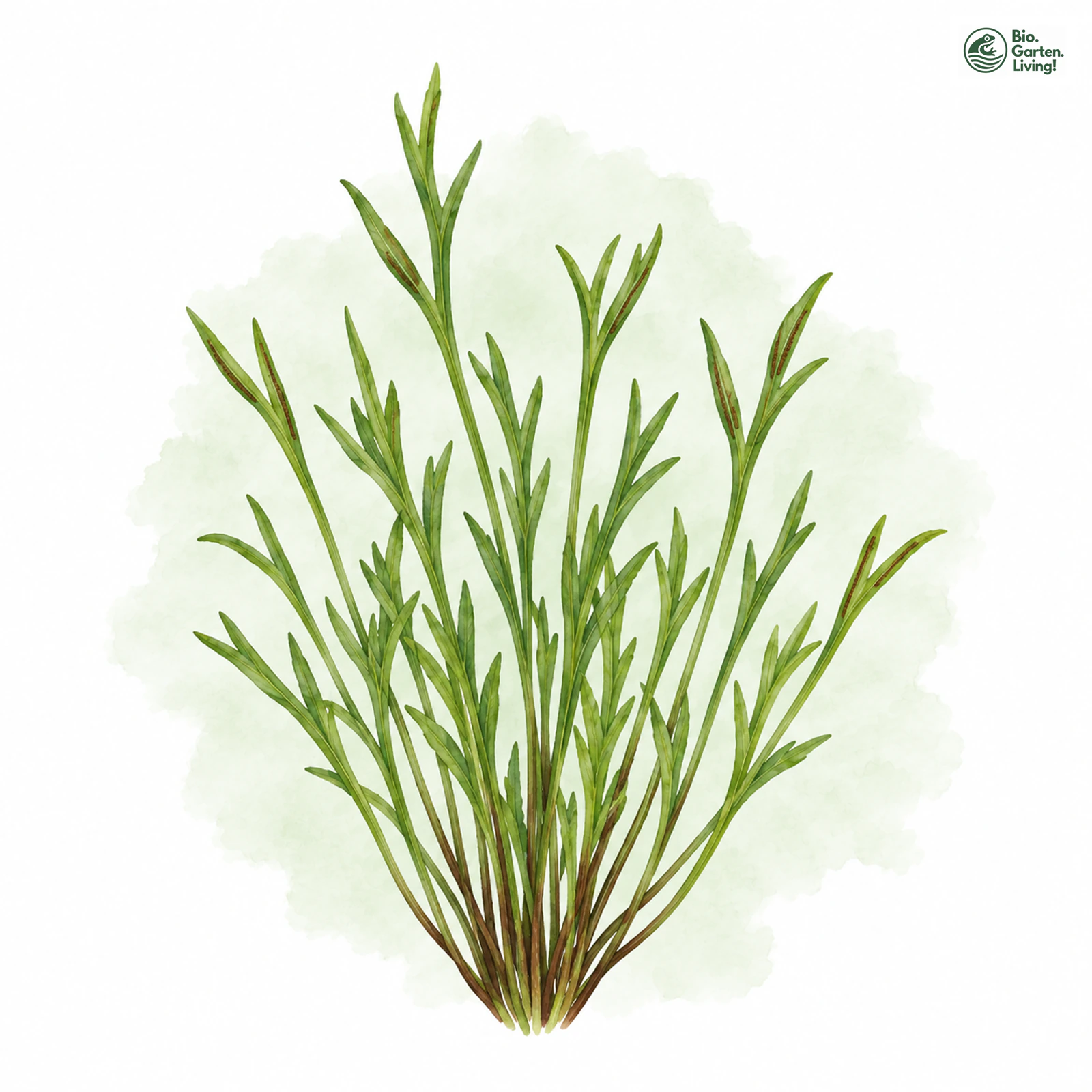 Aquarellzeichnung: Nördlicher Streifenfarn (Asplenium septentrionale)