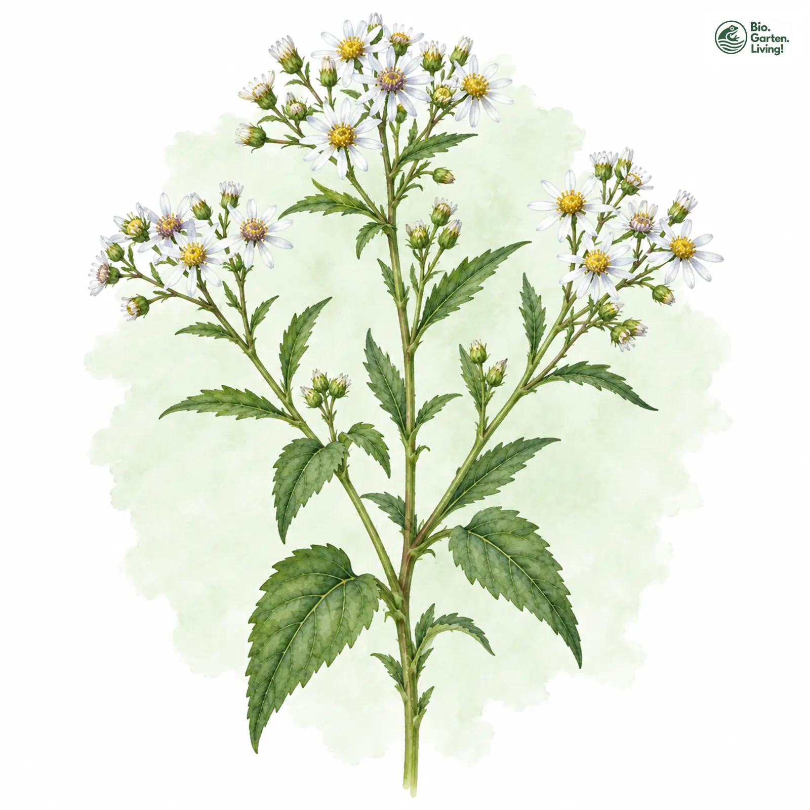 Aquarellzeichnung: Weiße Wald-Aster (Aster divaricatus)