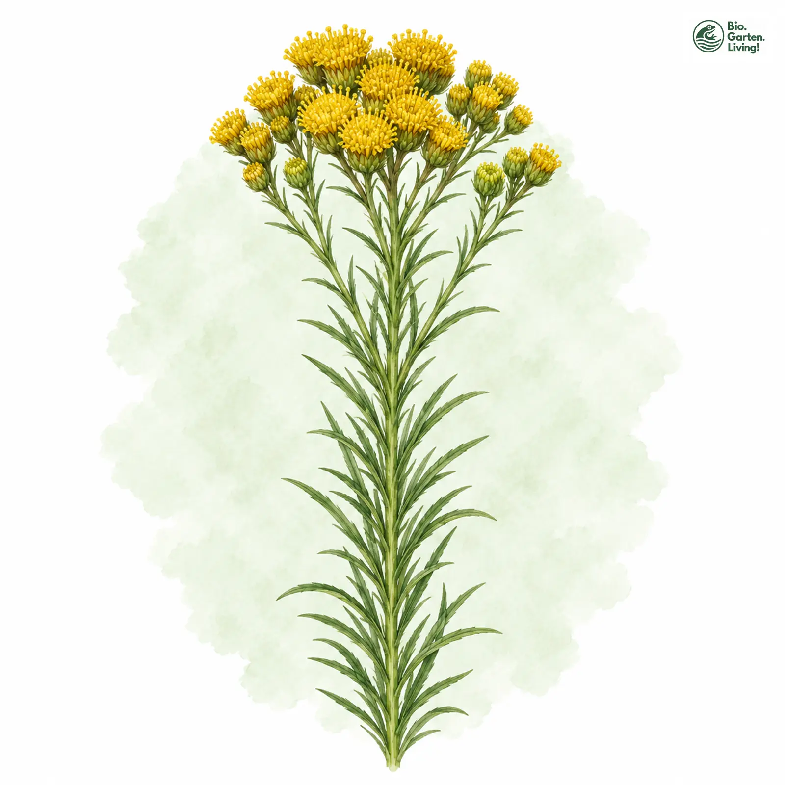 Aquarellzeichnung: Goldhaar-Aster (Aster linosyris)