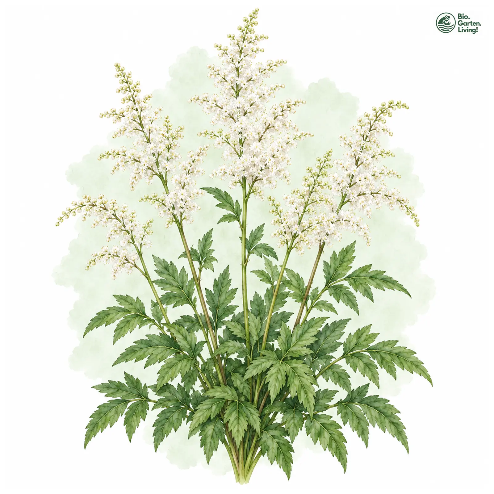 Aquarellzeichnung: Thunberg-Prachtspiere (Astilbe thunbergii)