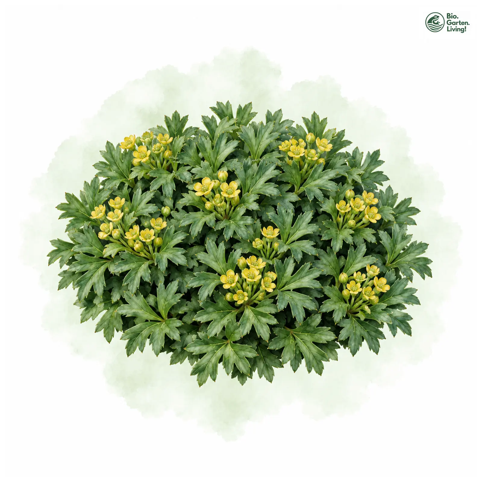 Aquarellzeichnung: Andenpolster (Azorella trifurcata)