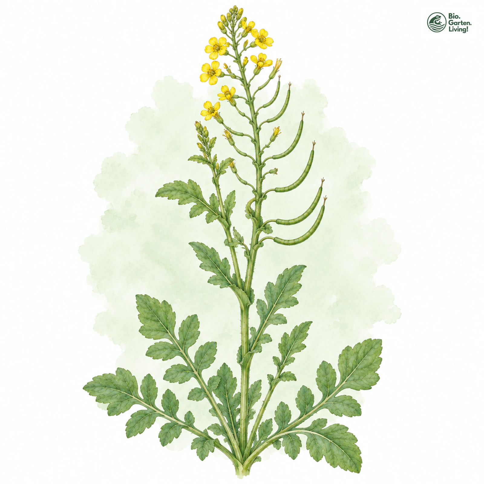 Aquarellzeichnung: Krummfrüchtige Winterkresse (Barbarea arcuata)