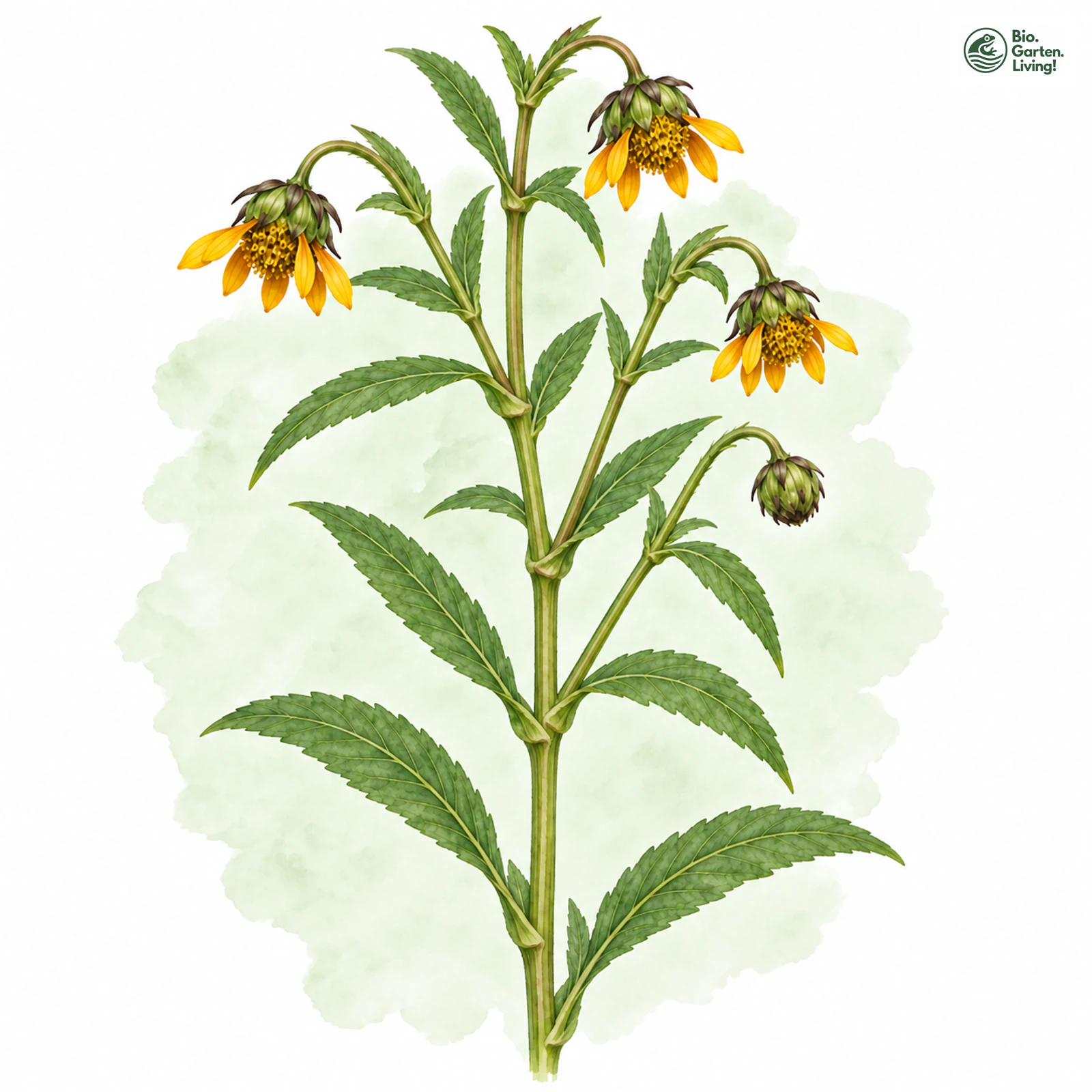 Aquarellzeichnung: Nickender Zweizahn (Bidens cernua)