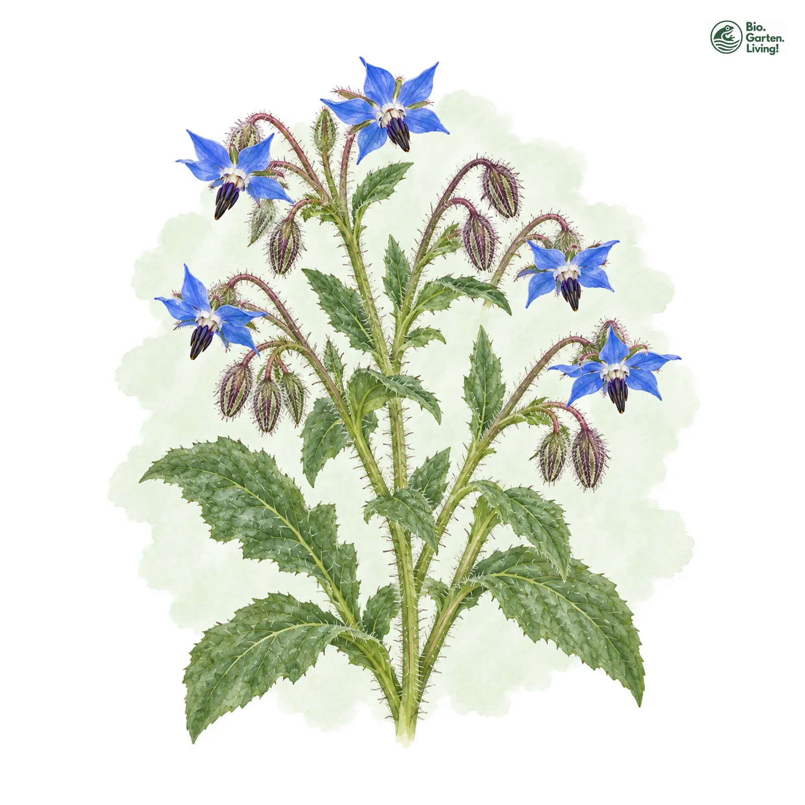 Aquarellzeichnung: Borretsch (Borago officinalis)