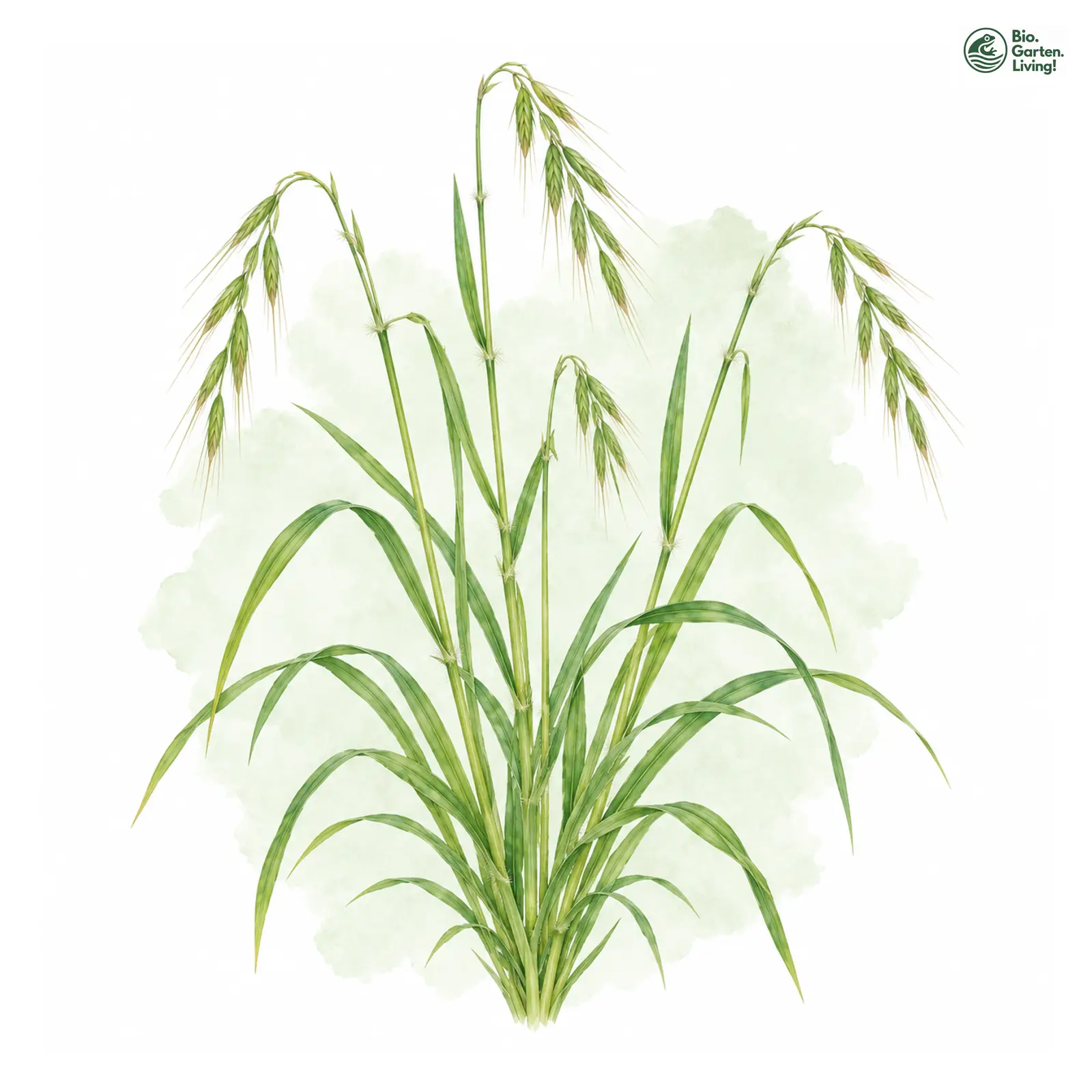 Aquarellzeichnung: Wald-Zwenke (Brachypodium sylvaticum)