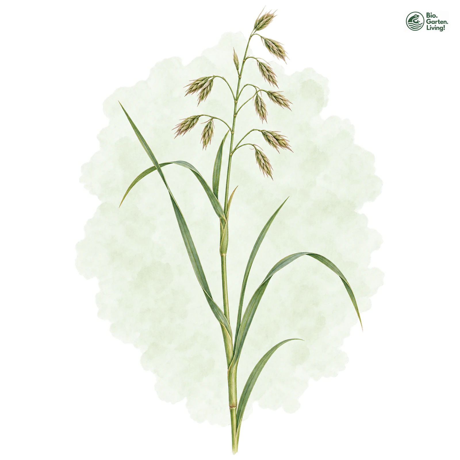 Aquarellzeichnung: Kurzährige Trespe (Bromus brachystachys)