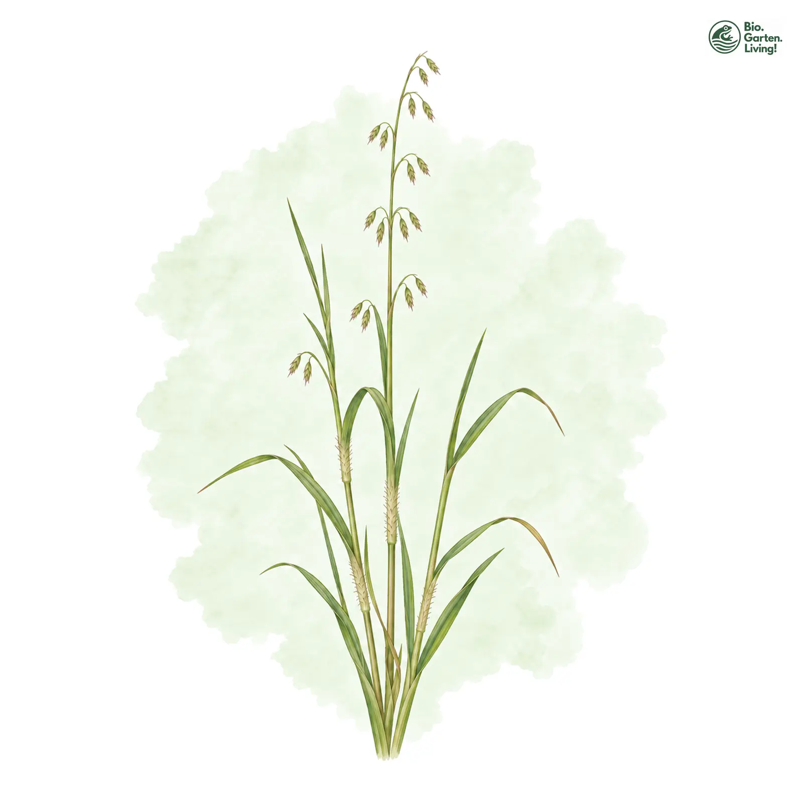 Aquarellzeichnung: Schein-Roggen-Trespe (Bromus pseudosecalinus)