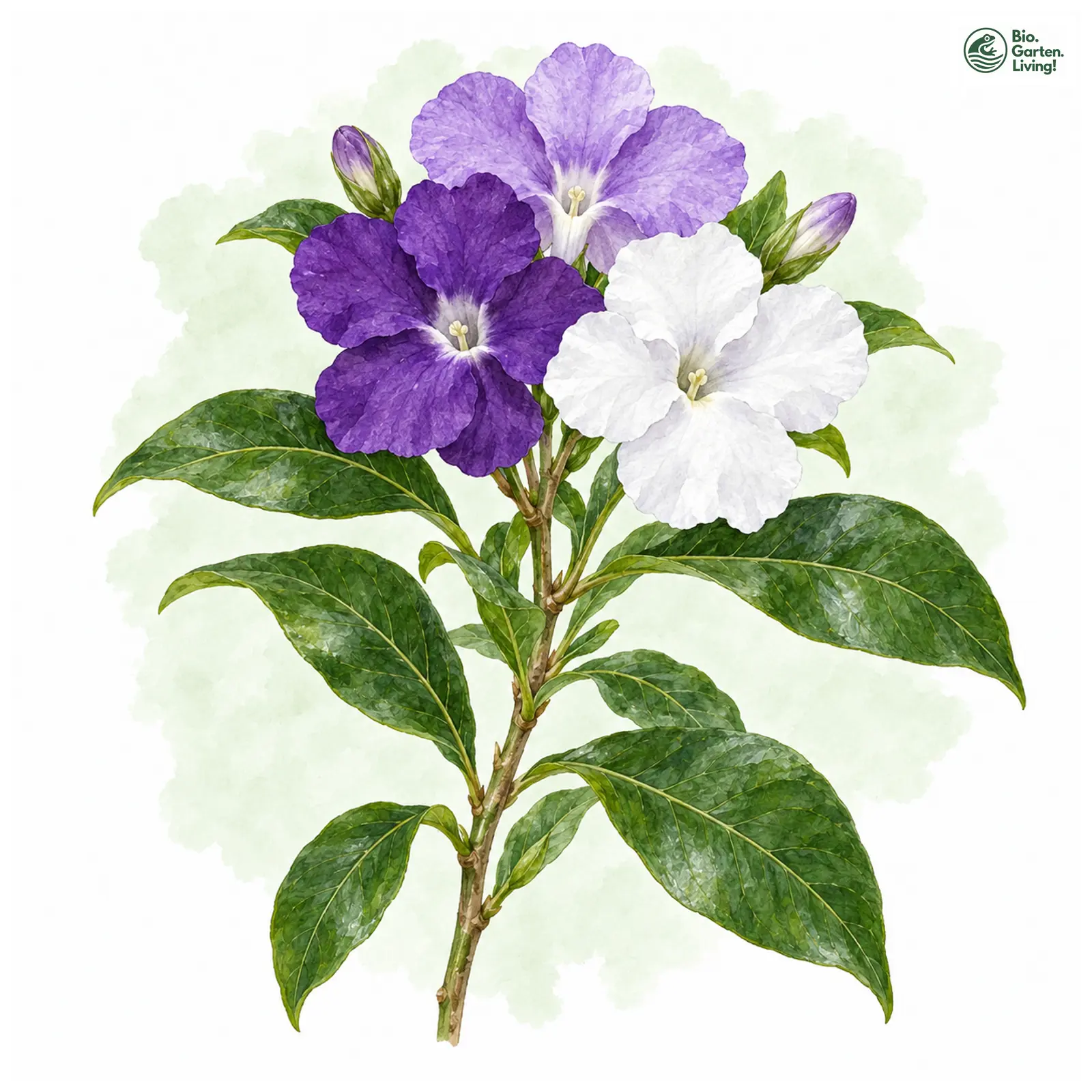 Aquarellzeichnung: Brunfelsia (Brunfelsia pauciflora)